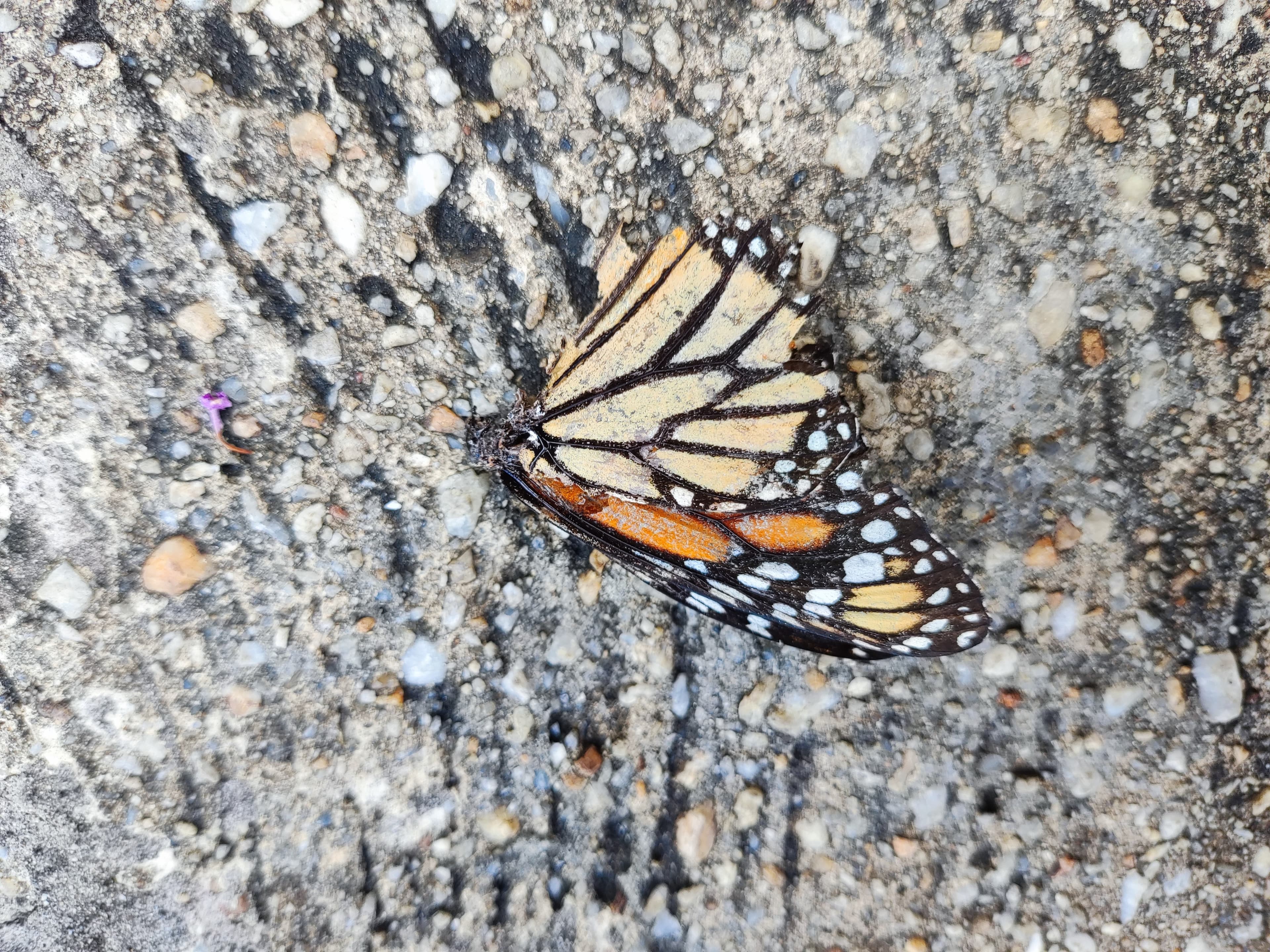 Monarch butterfly
