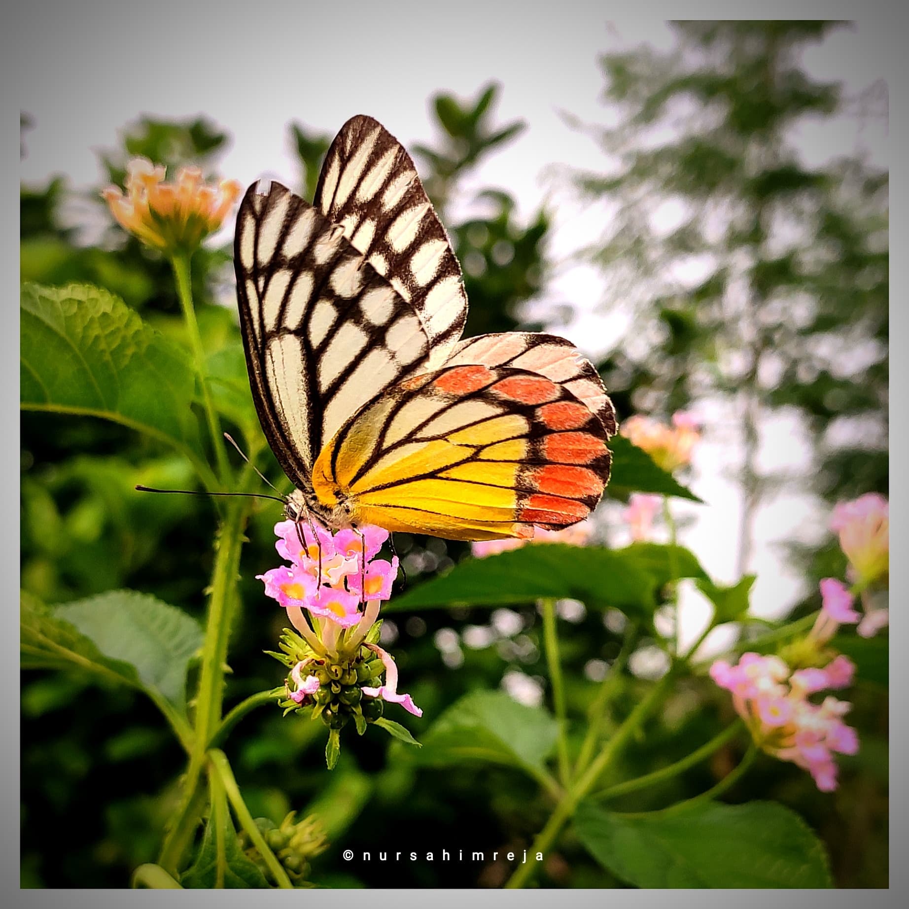 Common Jezebel