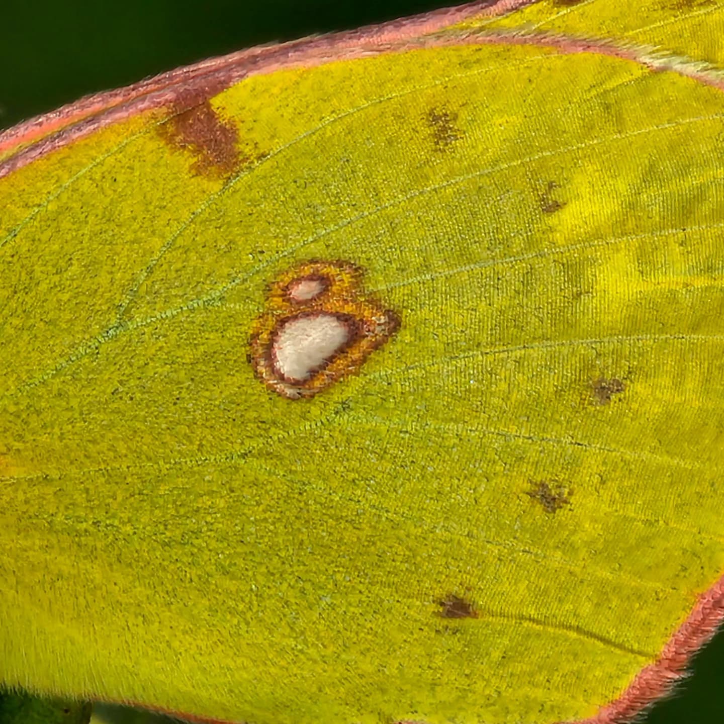 Sulphur Butterfly