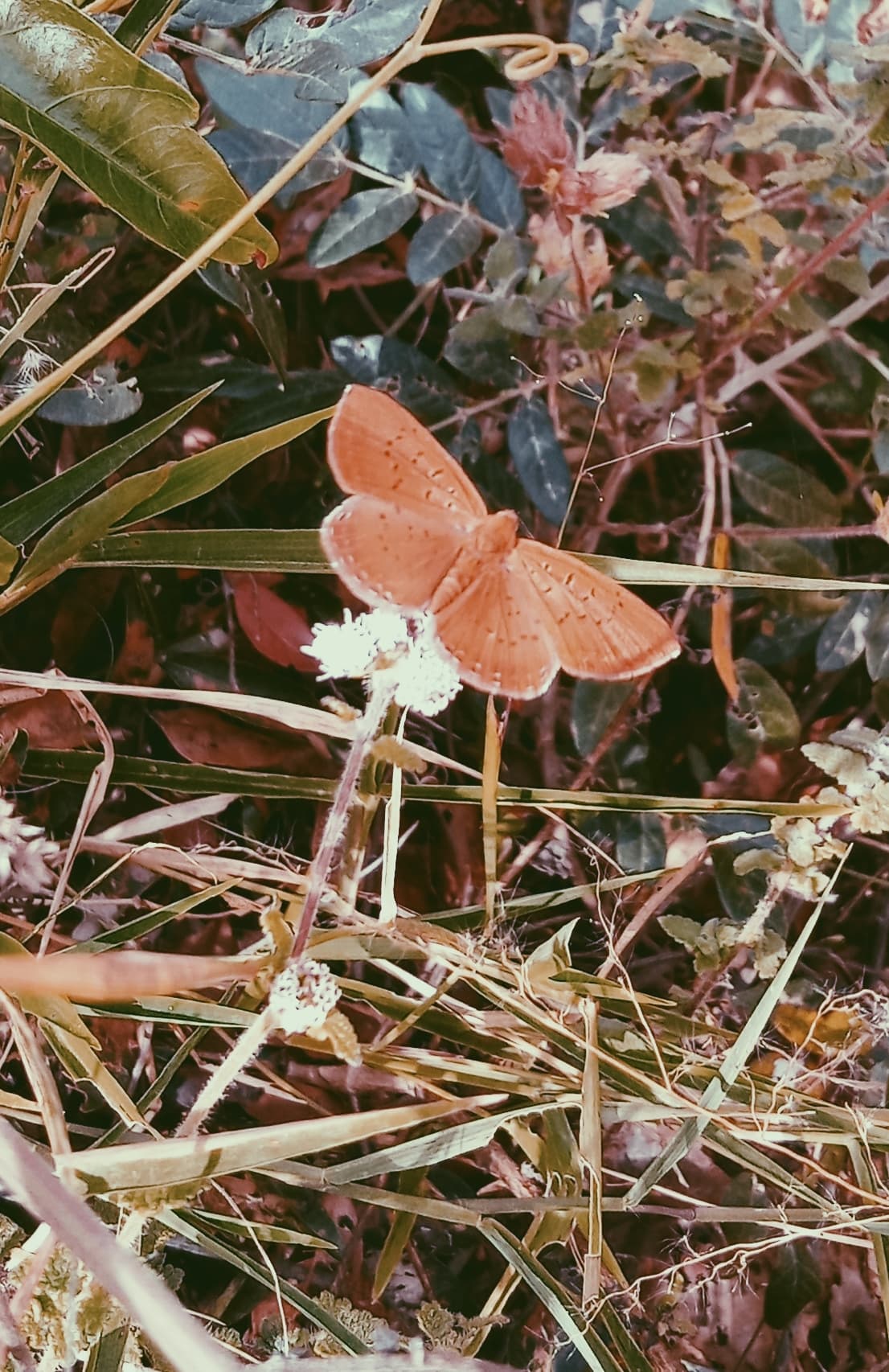 Cleonus Metalmark