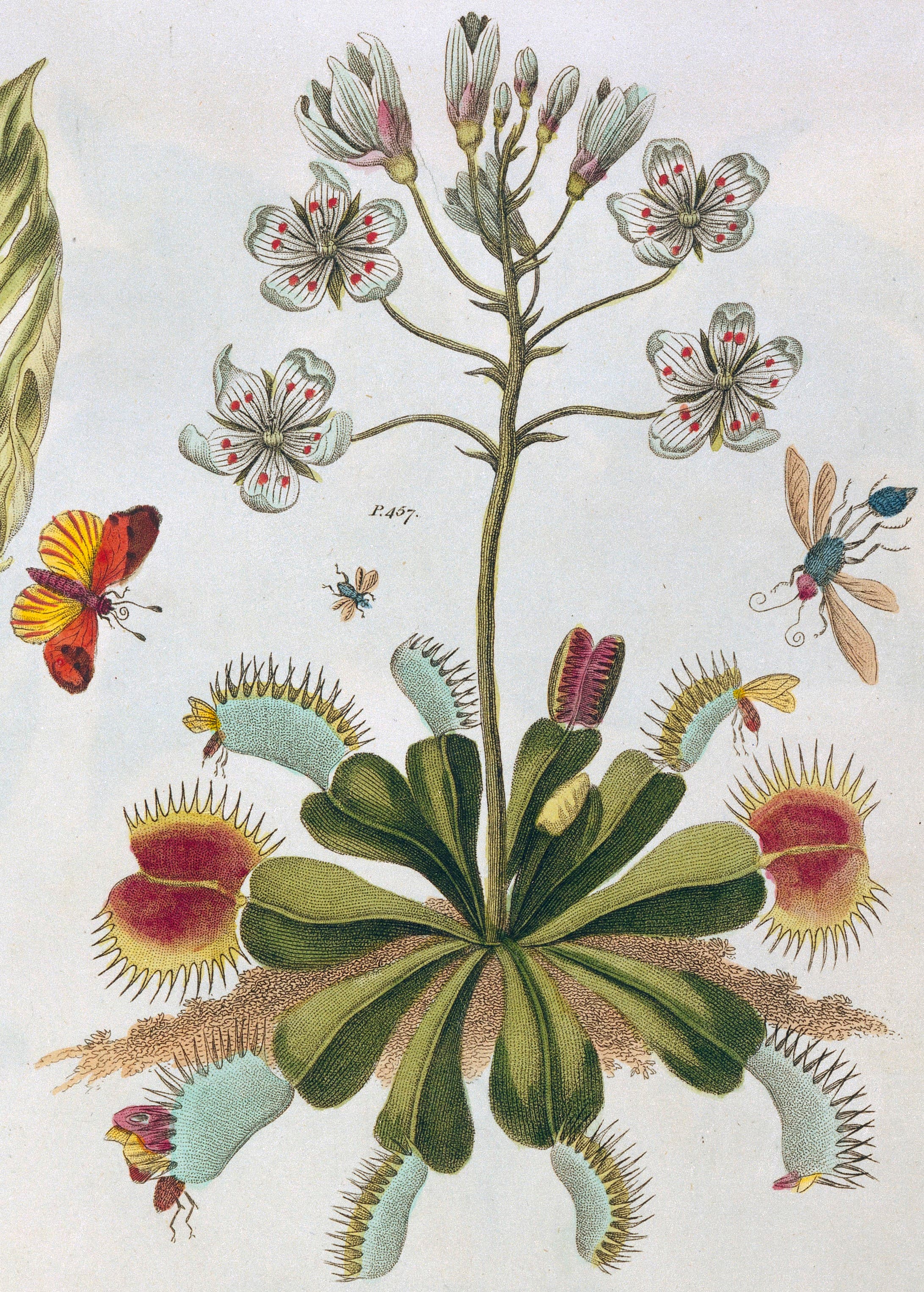 Unidentified Butterfly