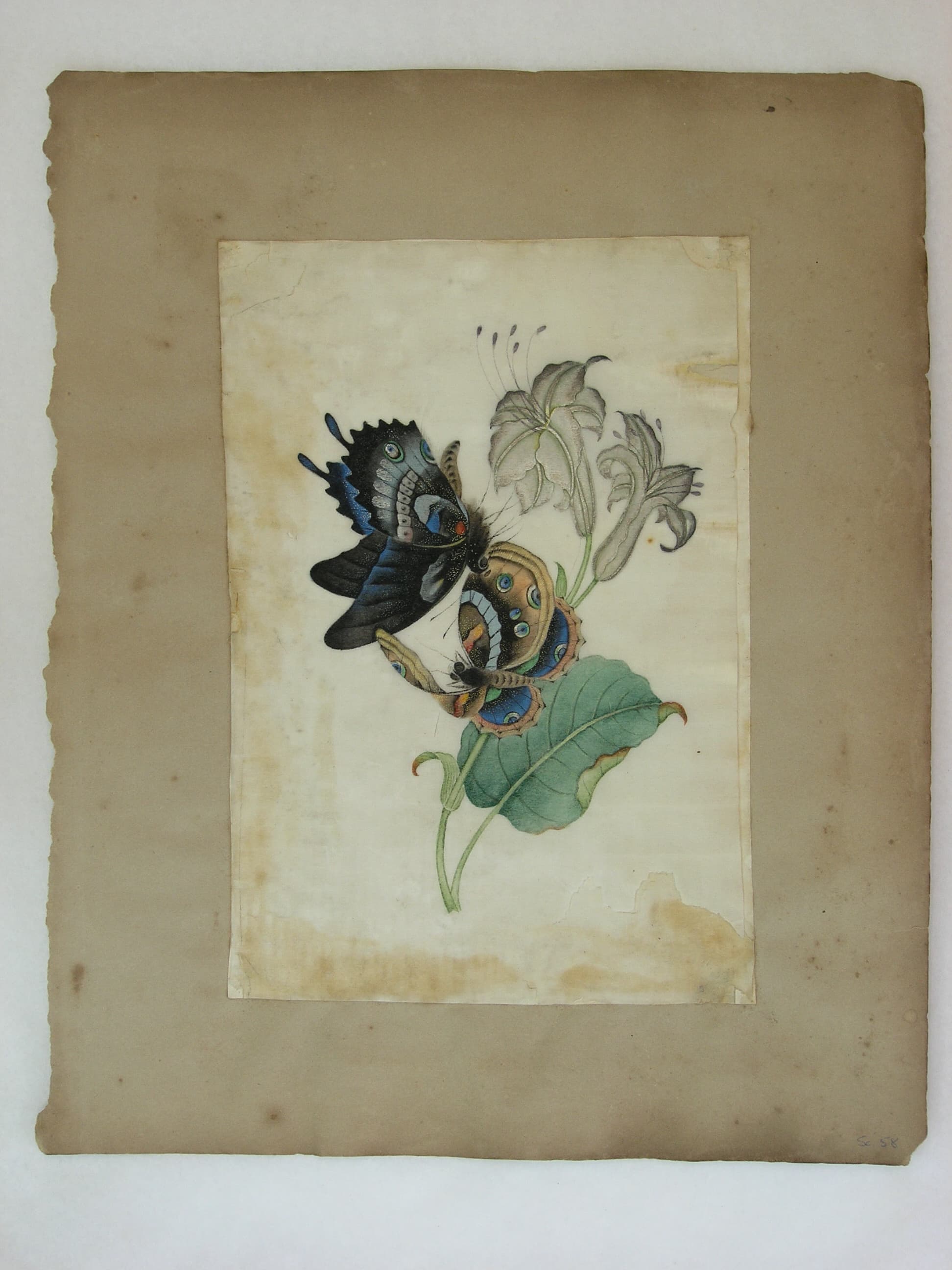Orange Oakleaf