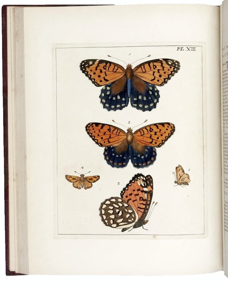 Diana Fritillary