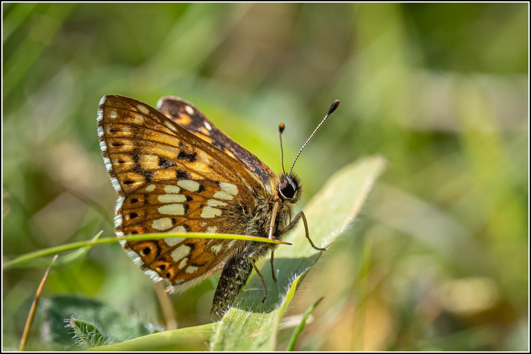 Duke of Burgundy