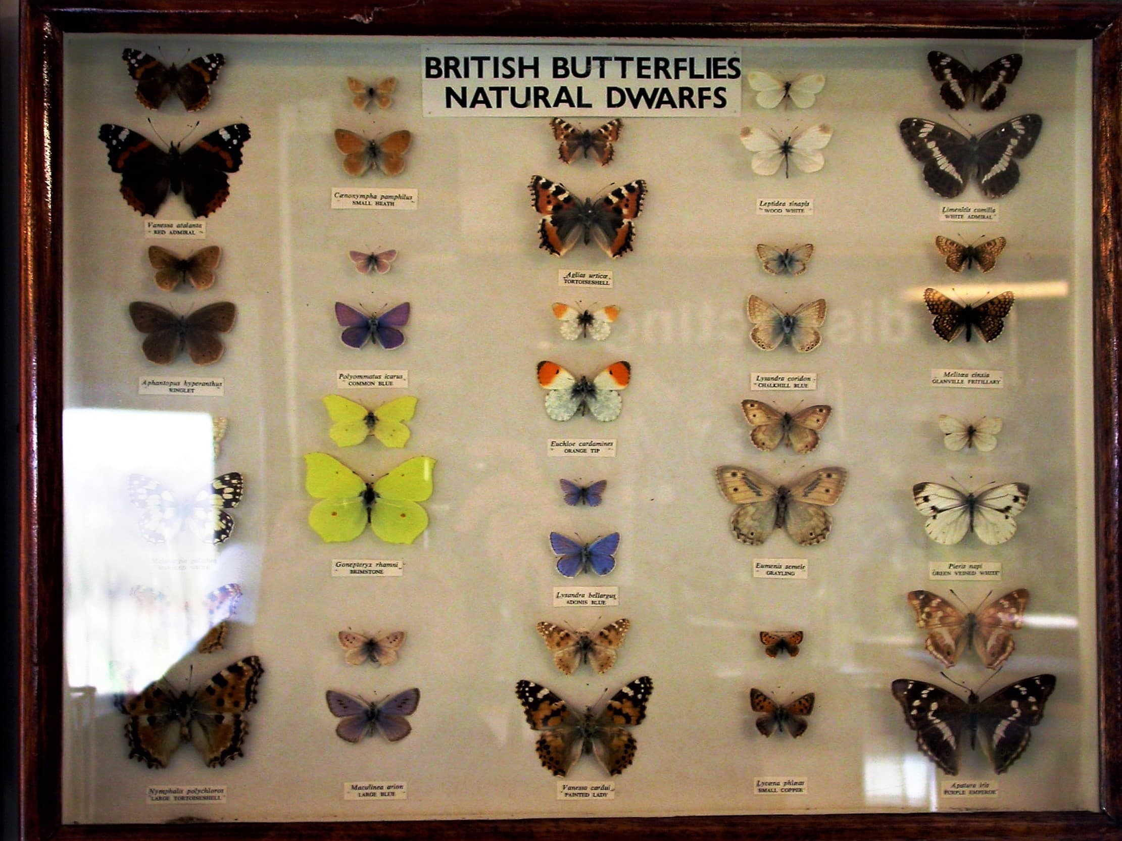 Red Admiral