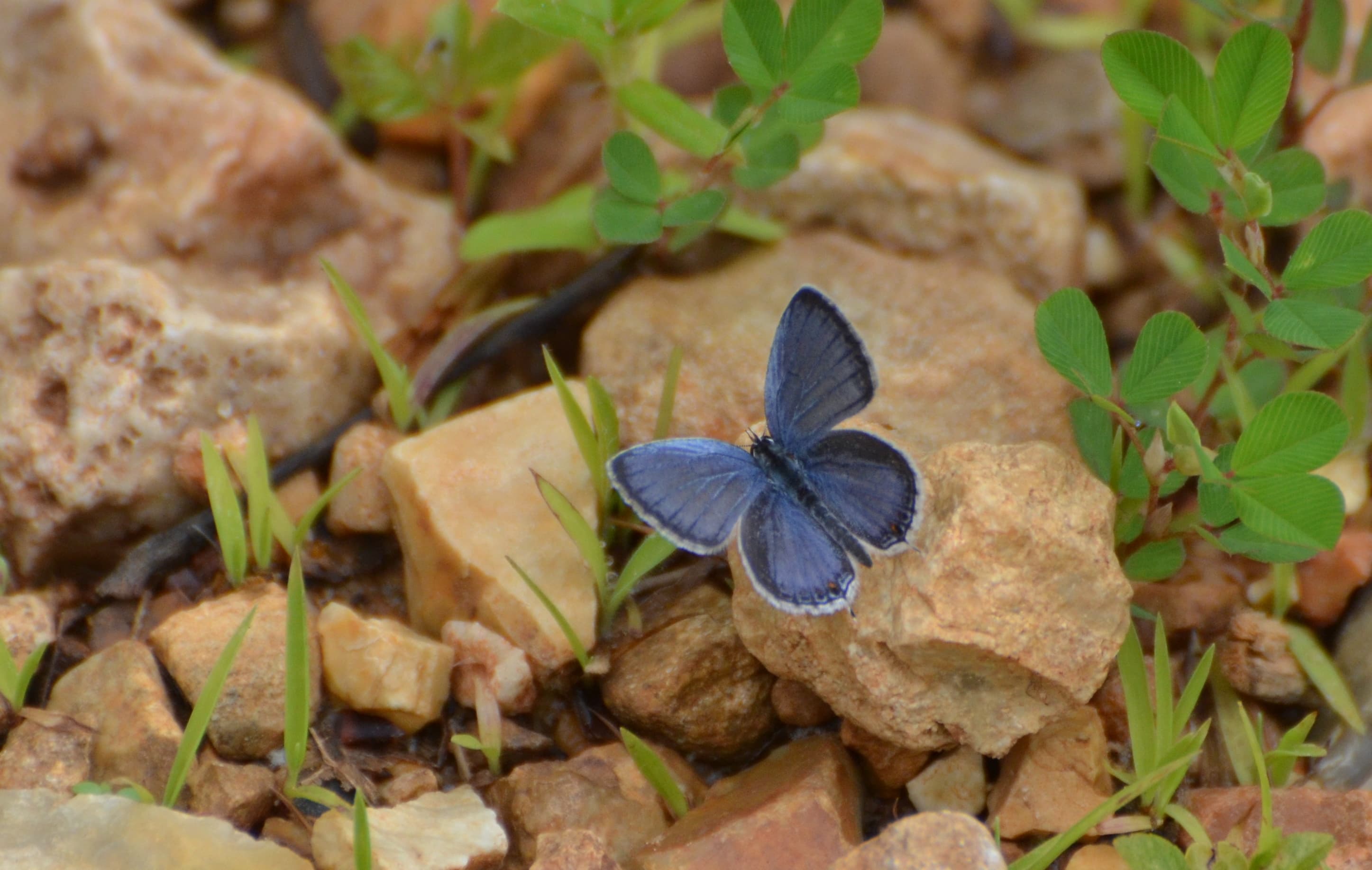 Eastern Tailed-Blue
