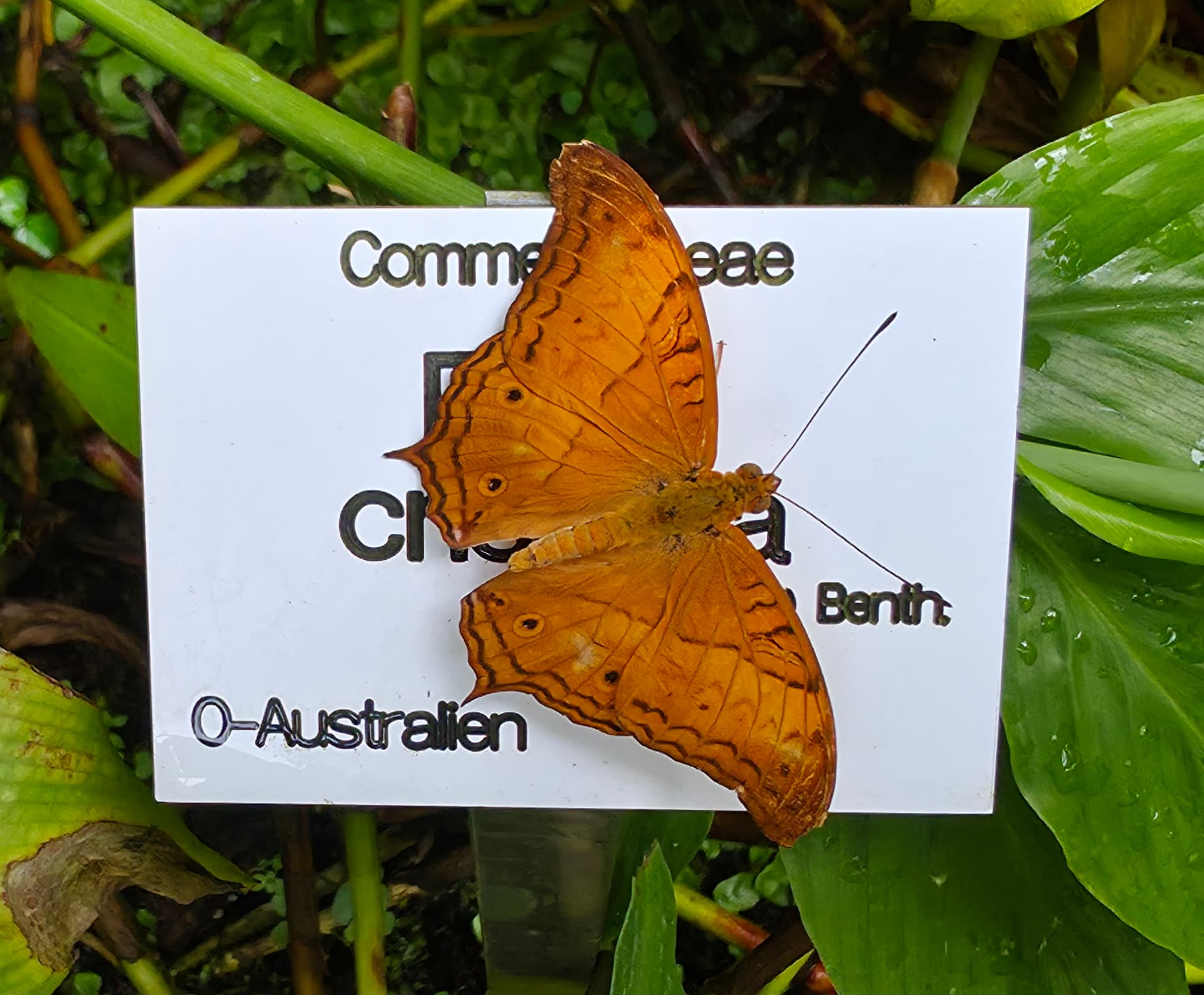 Cruiser Butterfly