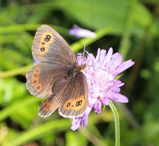 Scotch Argus