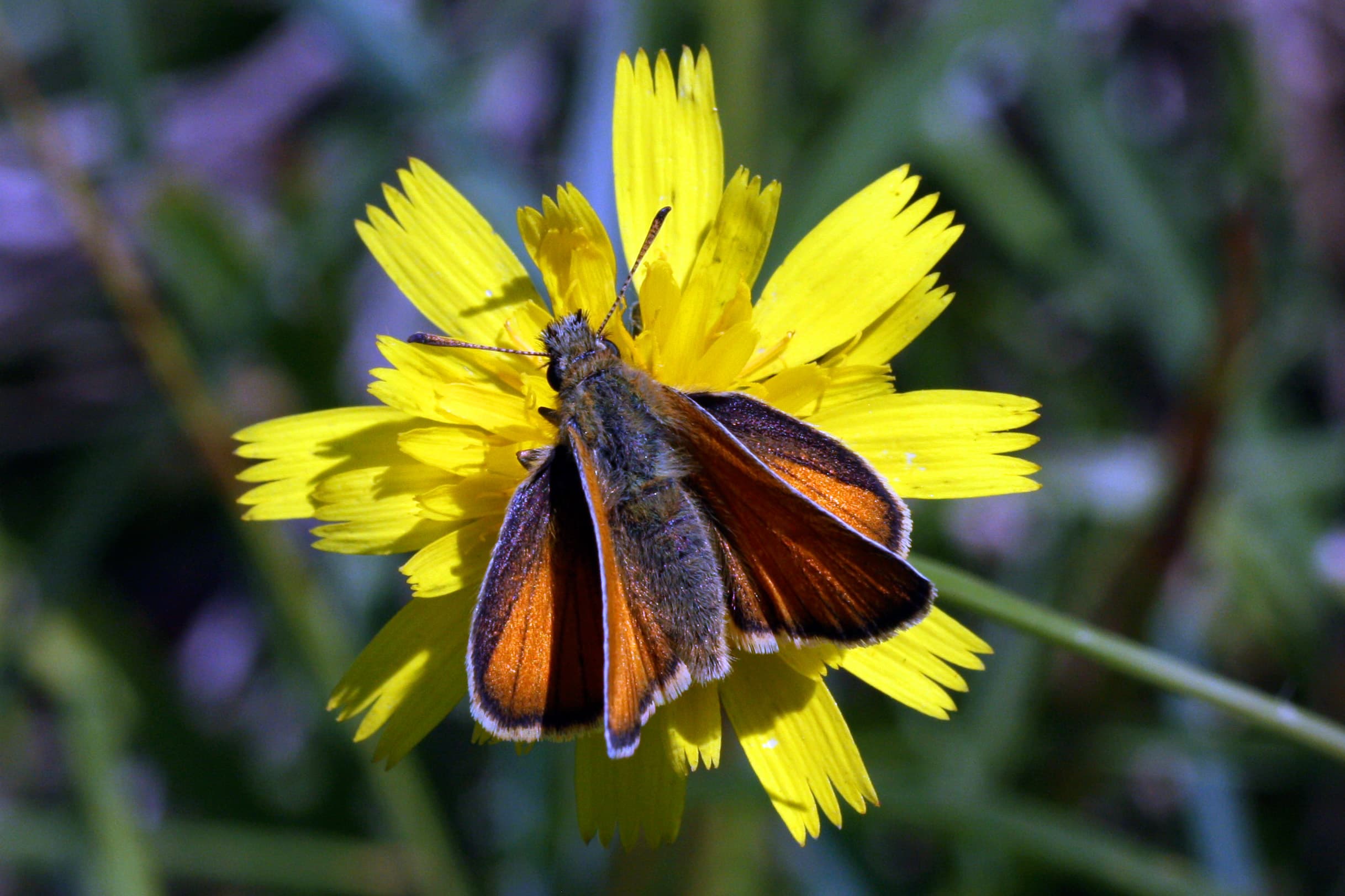 Essex Skipper