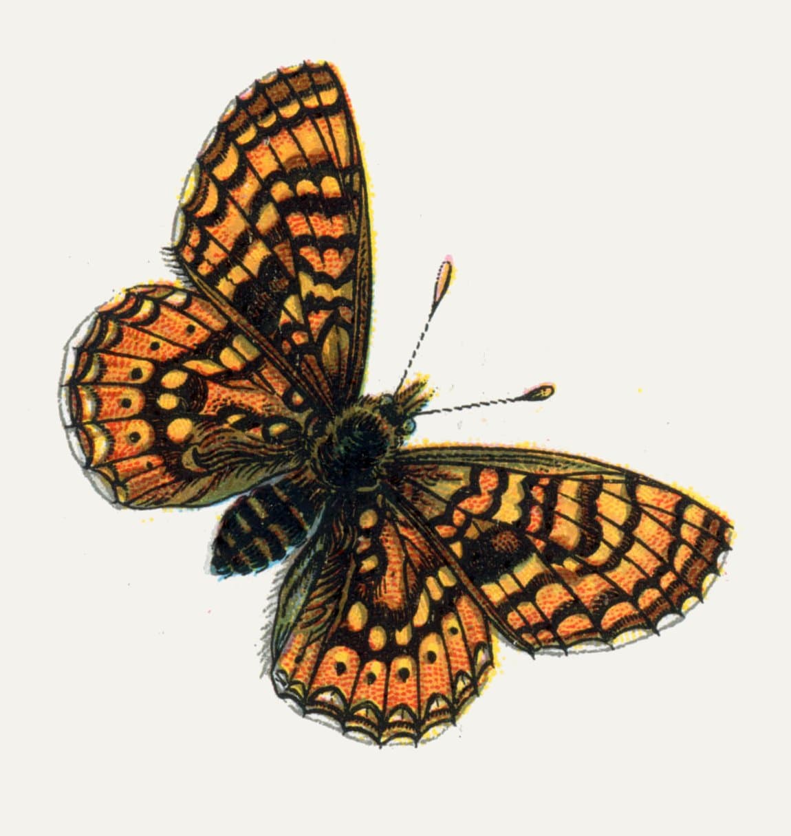Marsh Fritillary