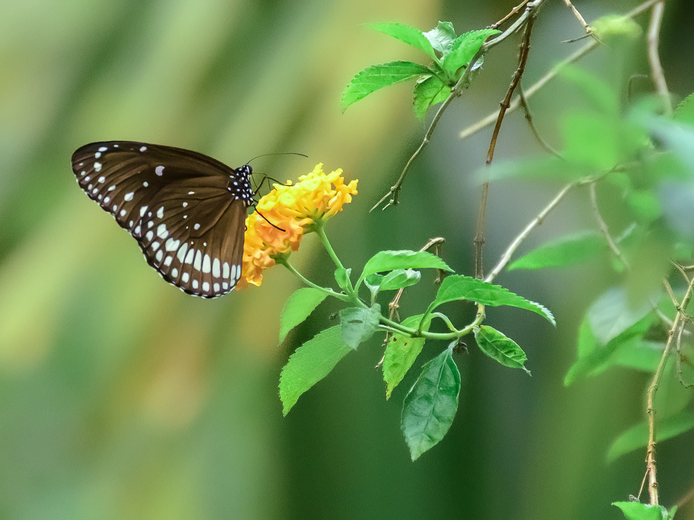 Common Crow