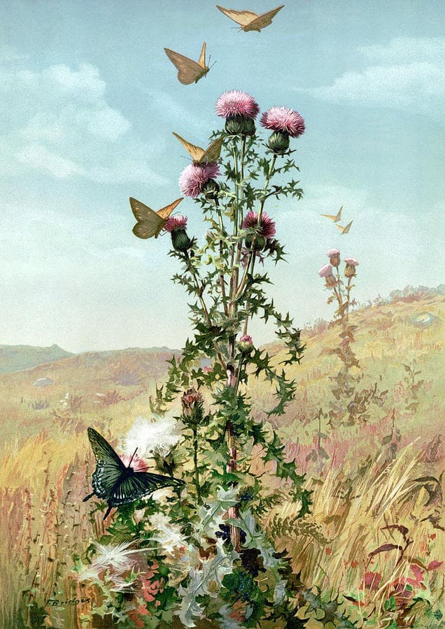 Black Swallowtail