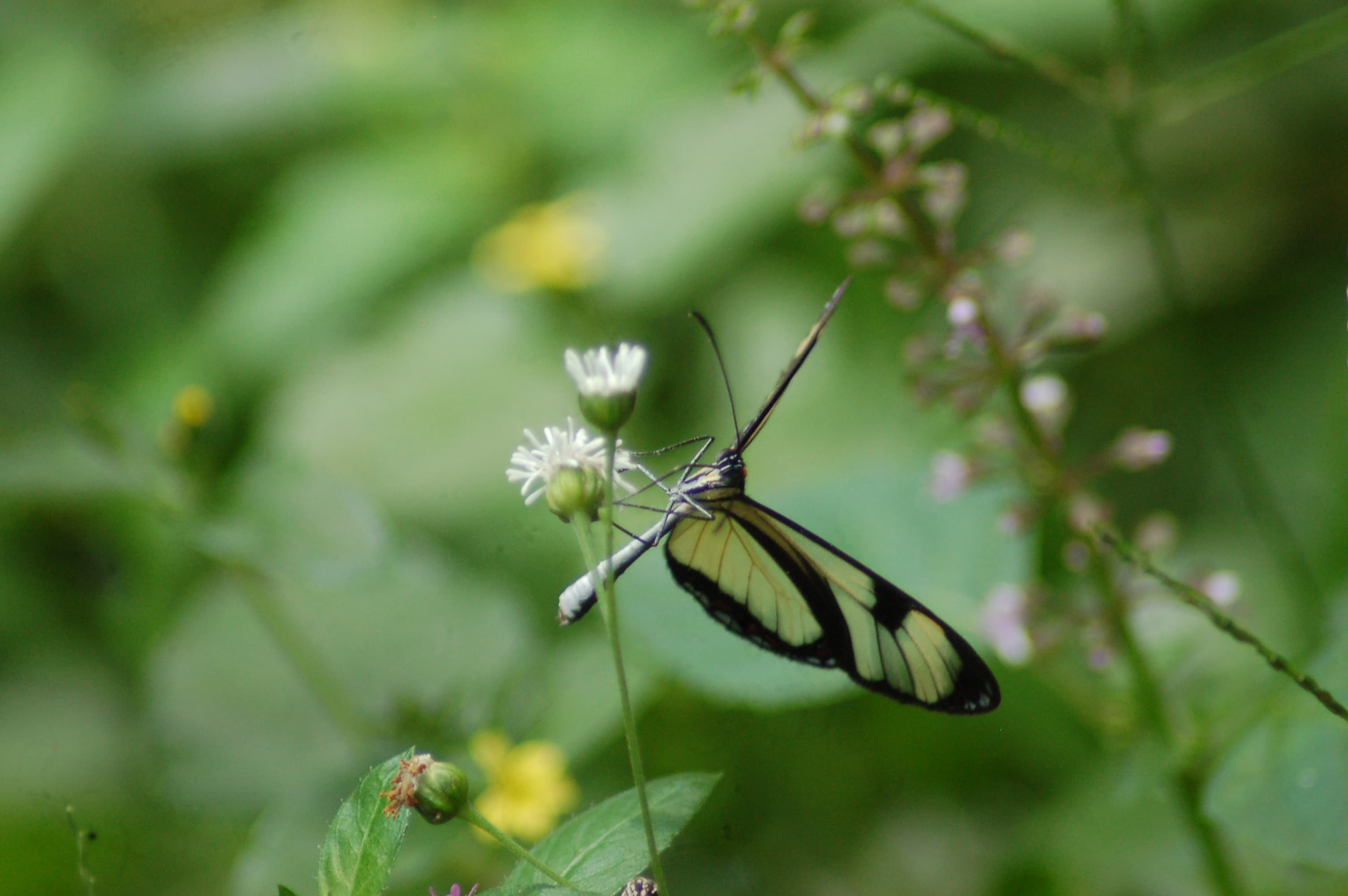 Glasswing Butterfly