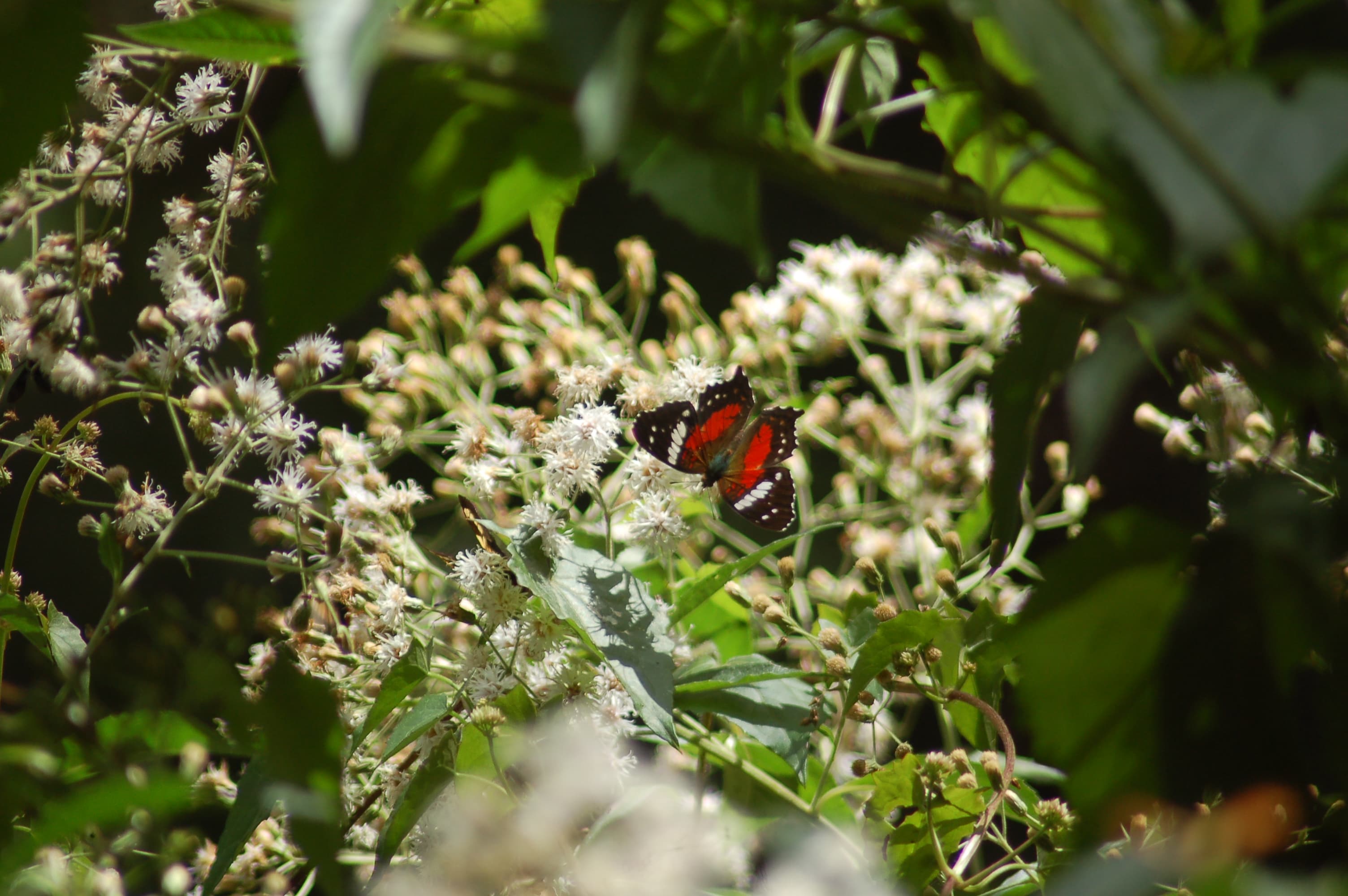 Red Peacock