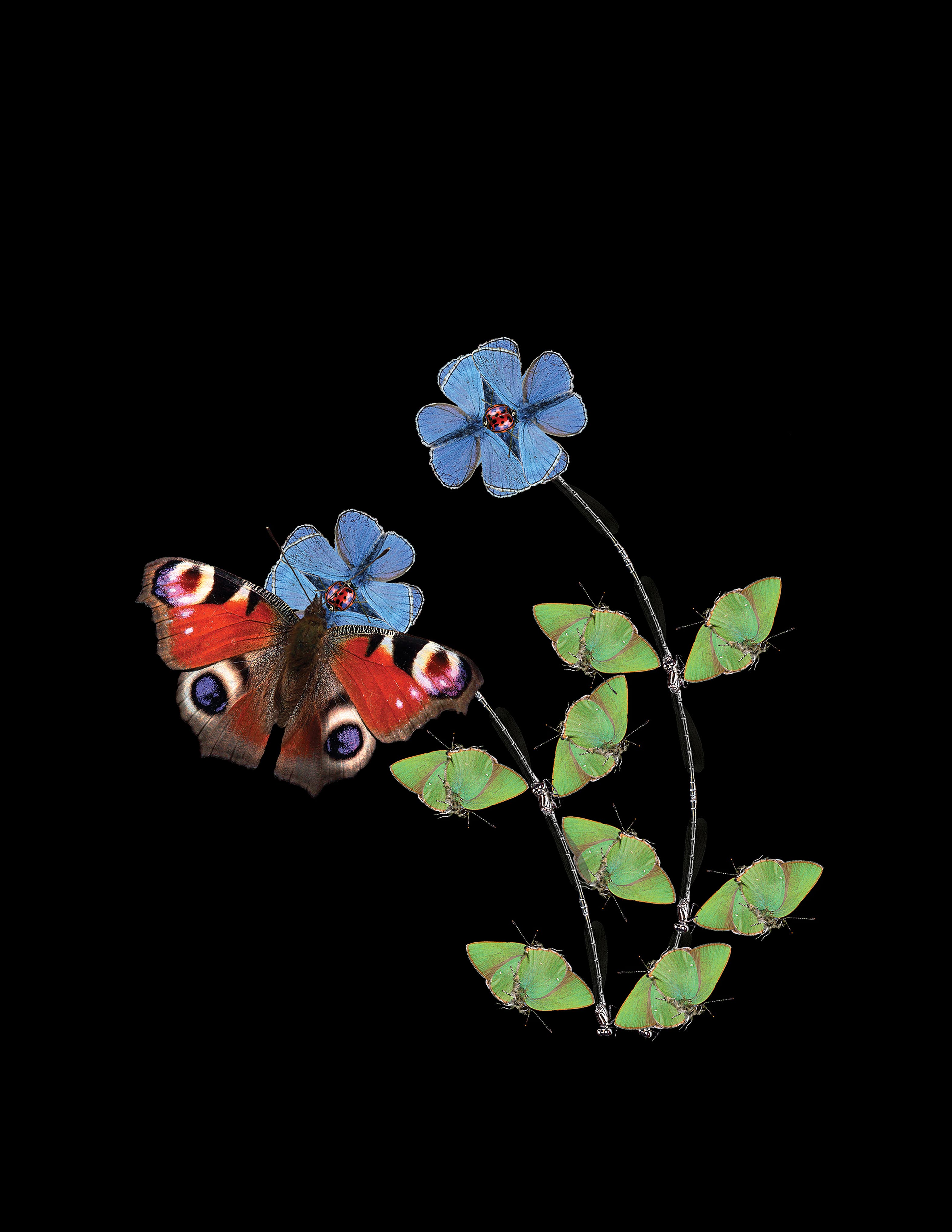 Peacock butterfly