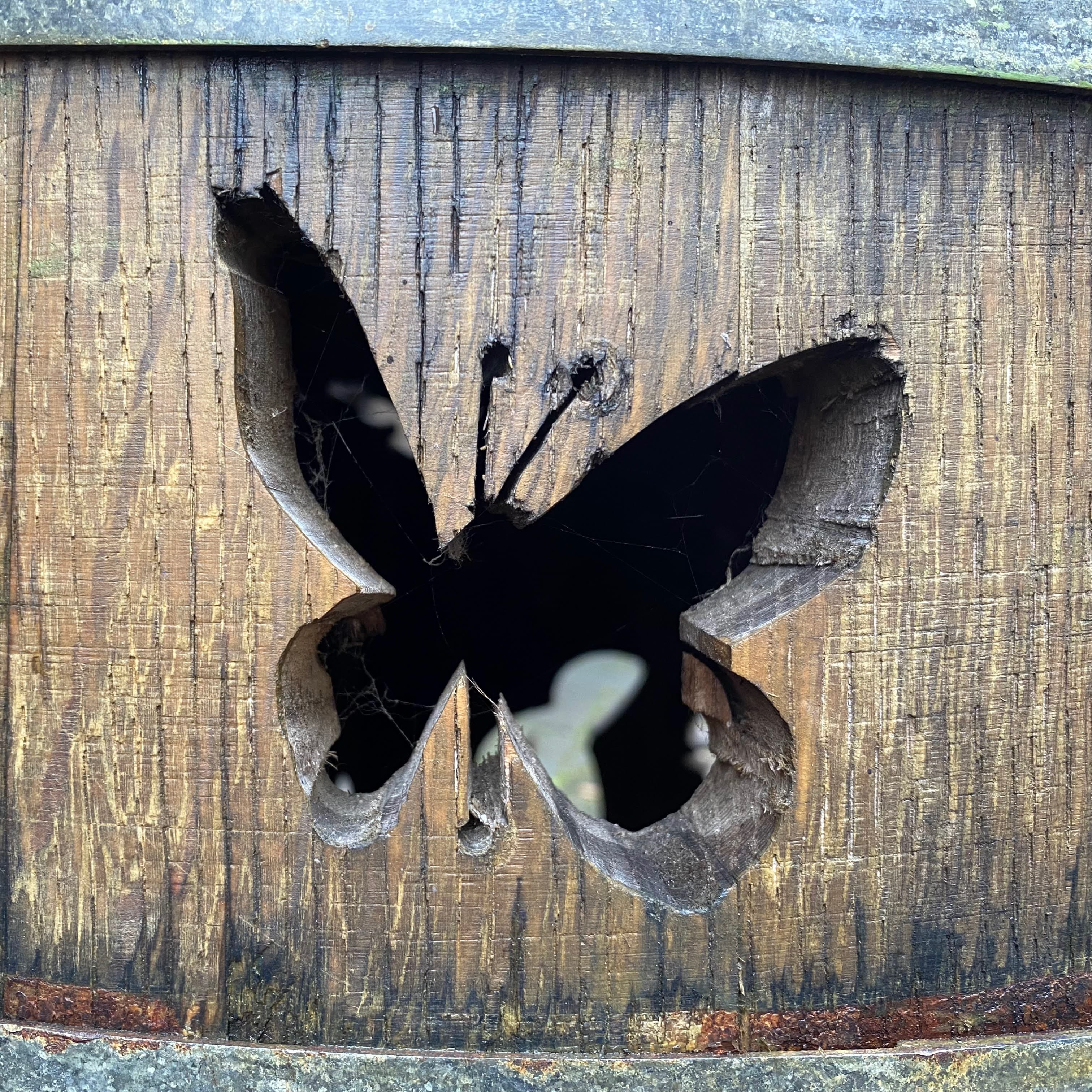 N/A (Image depicts a butterfly-shaped cutout, not a living specimen)