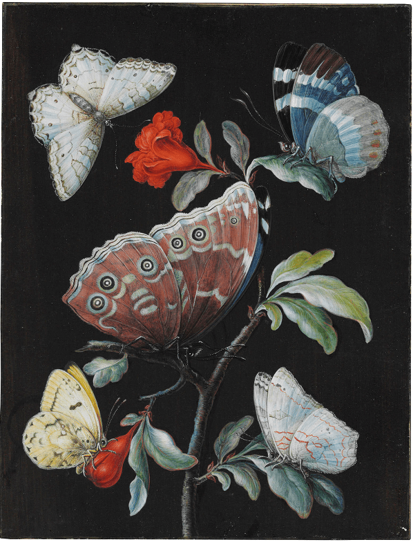 Great Owl-Butterfly