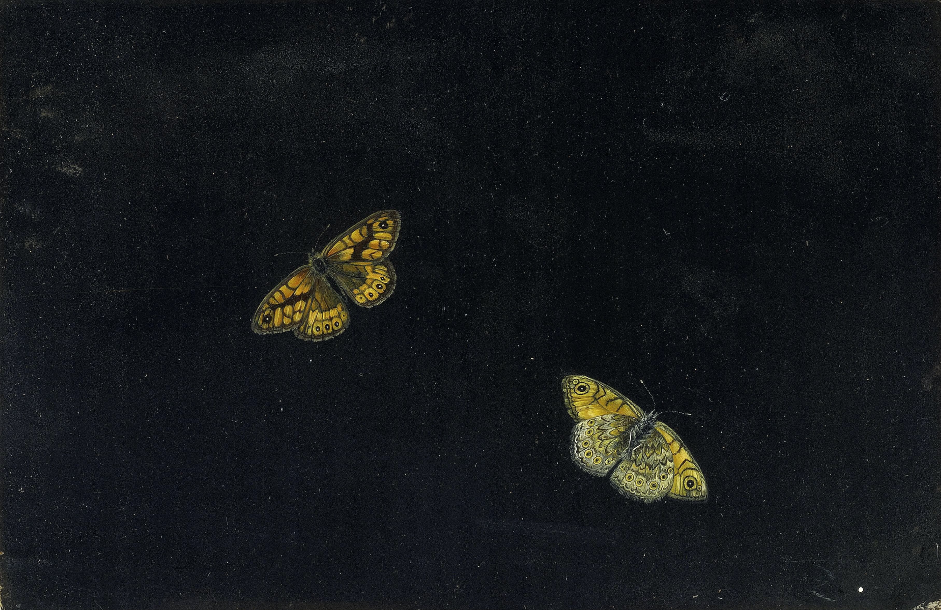Wall Brown