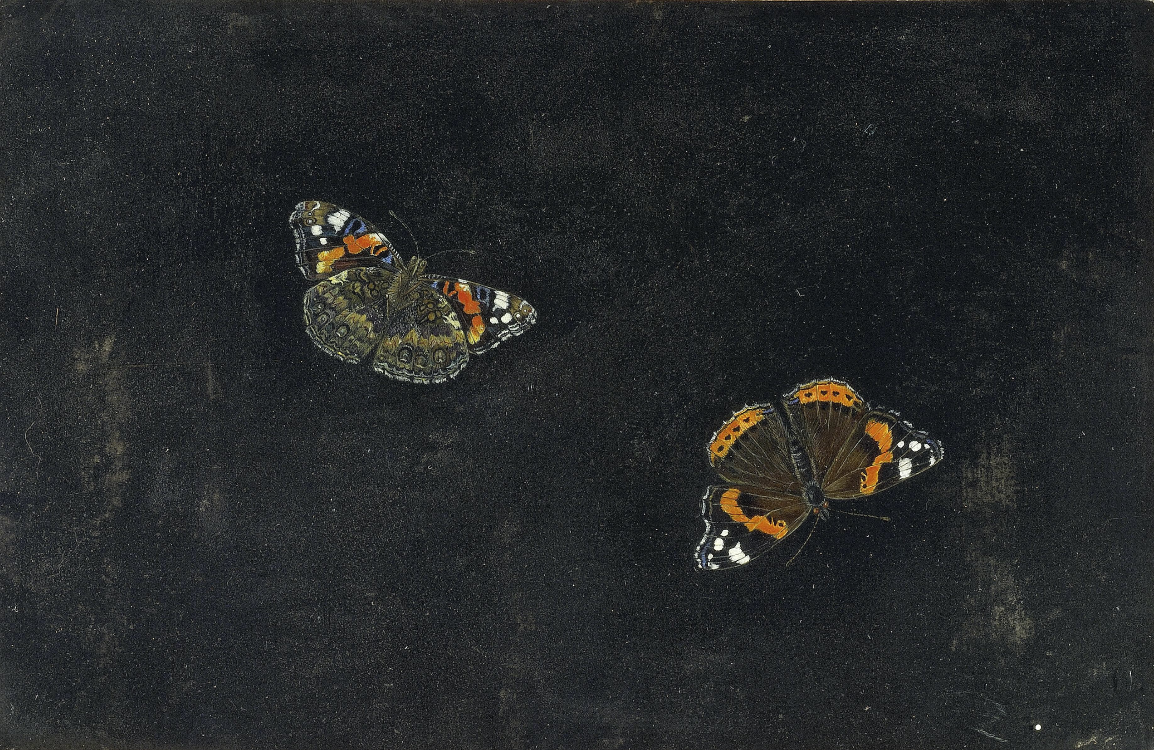 Red Admiral