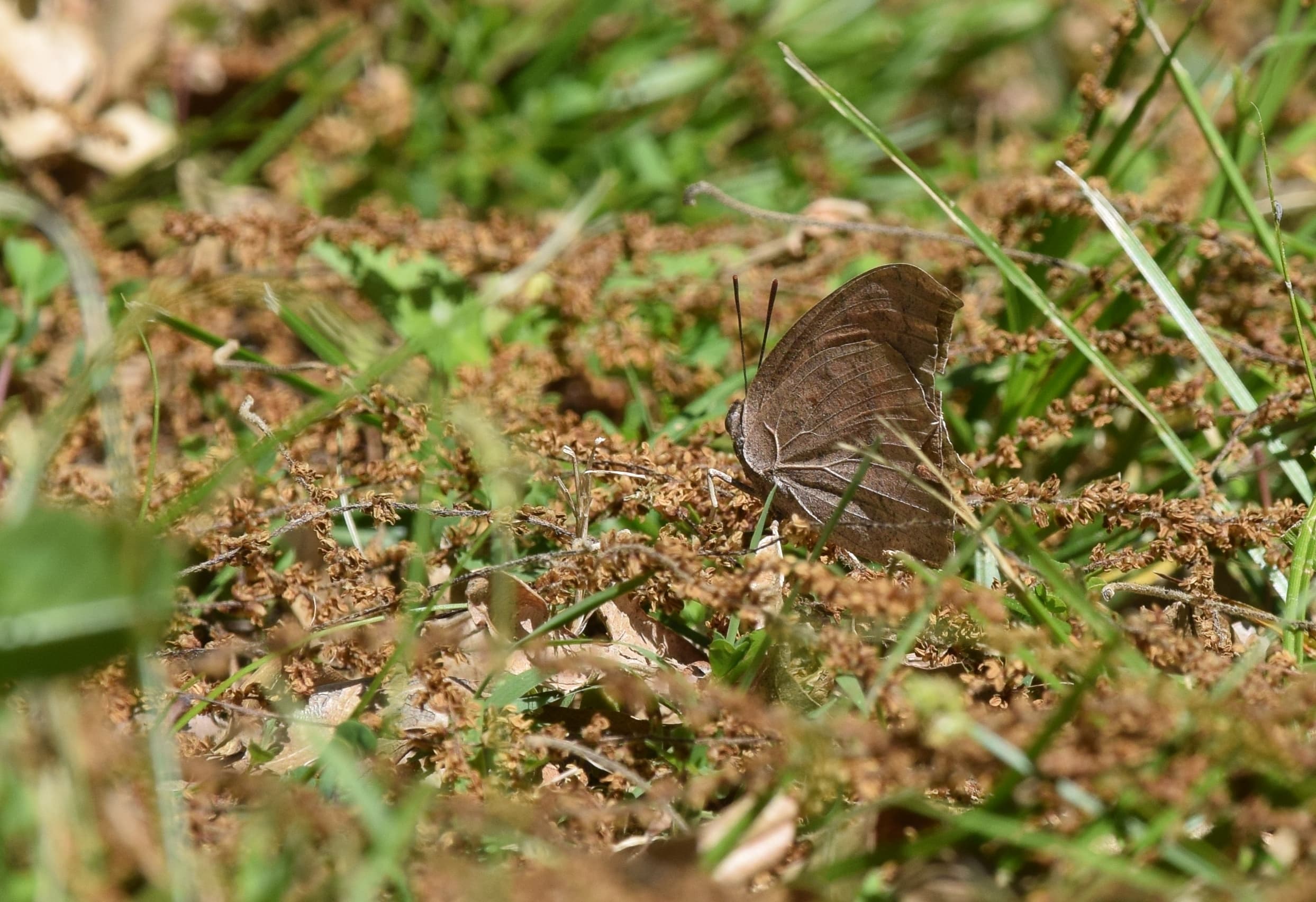 Goatweed Leafwing