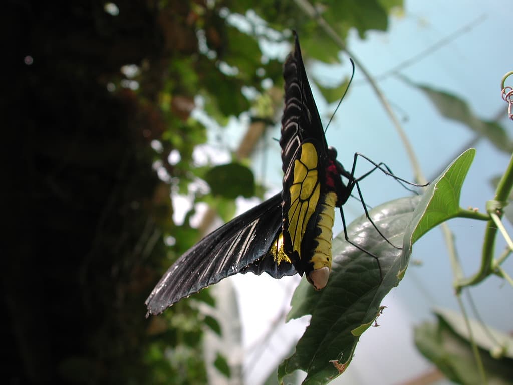 Golden Birdwing