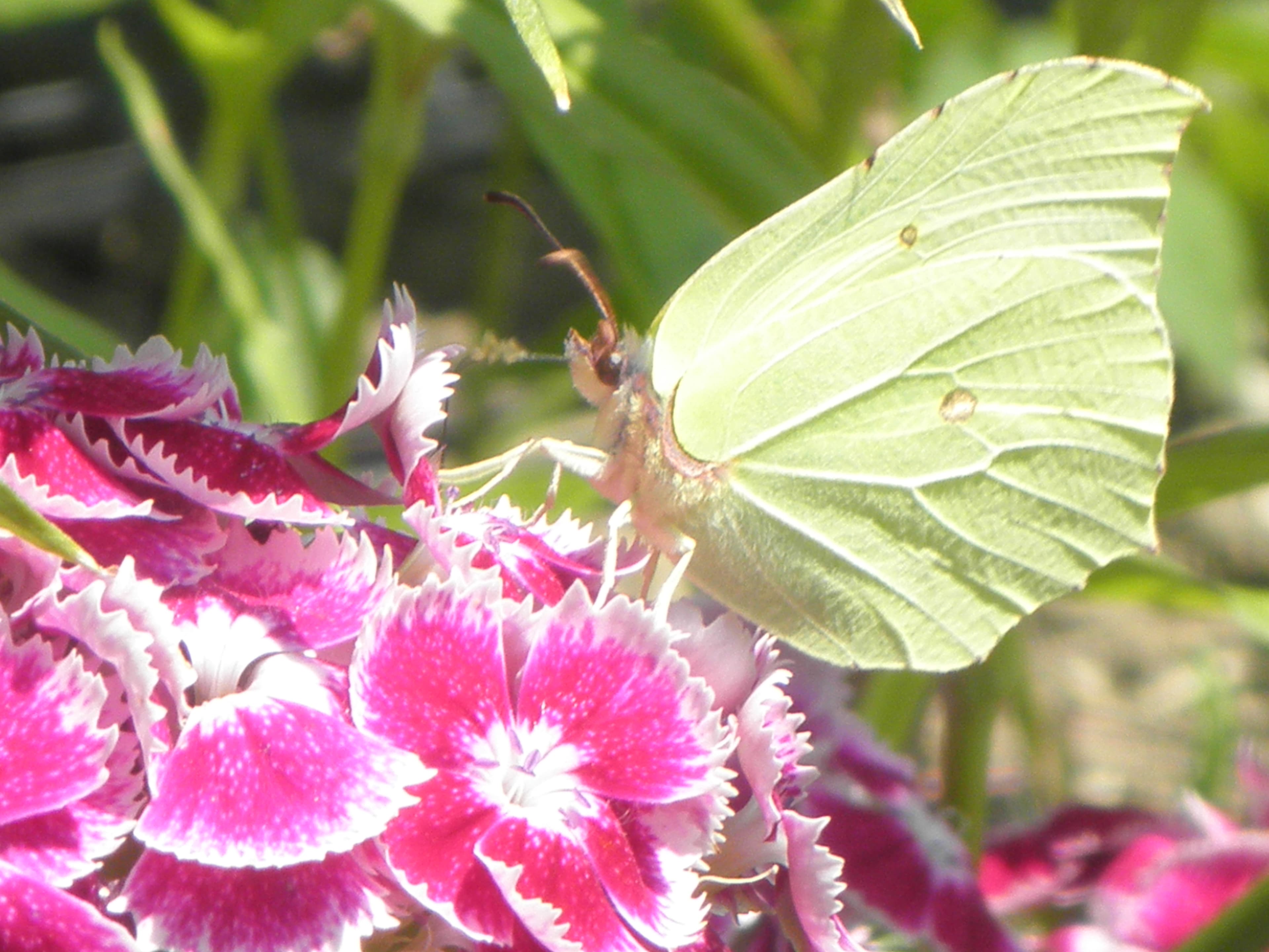 Brimstone