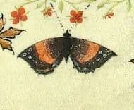 Unidentified Butterfly
