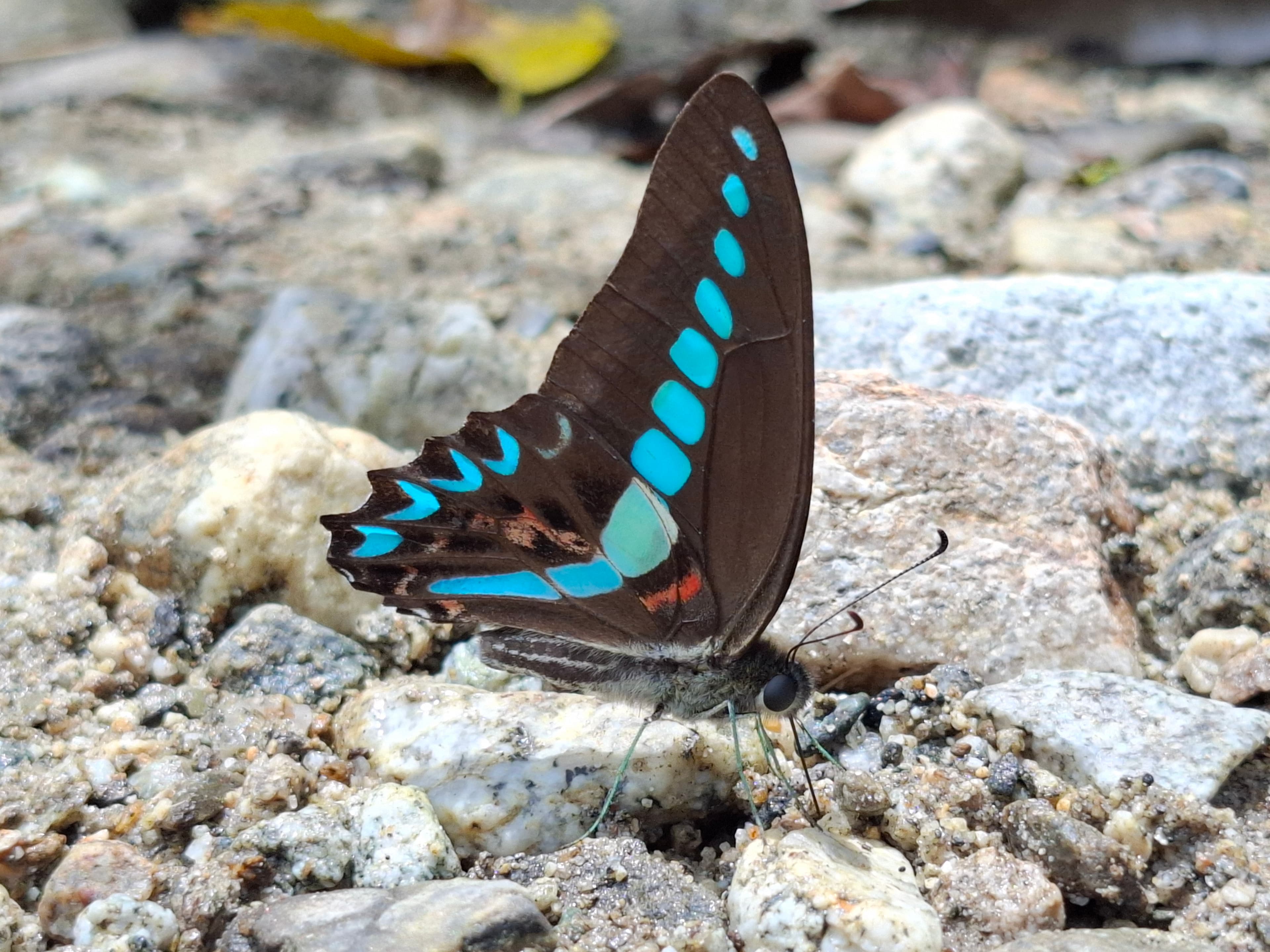 Milon Swordtail