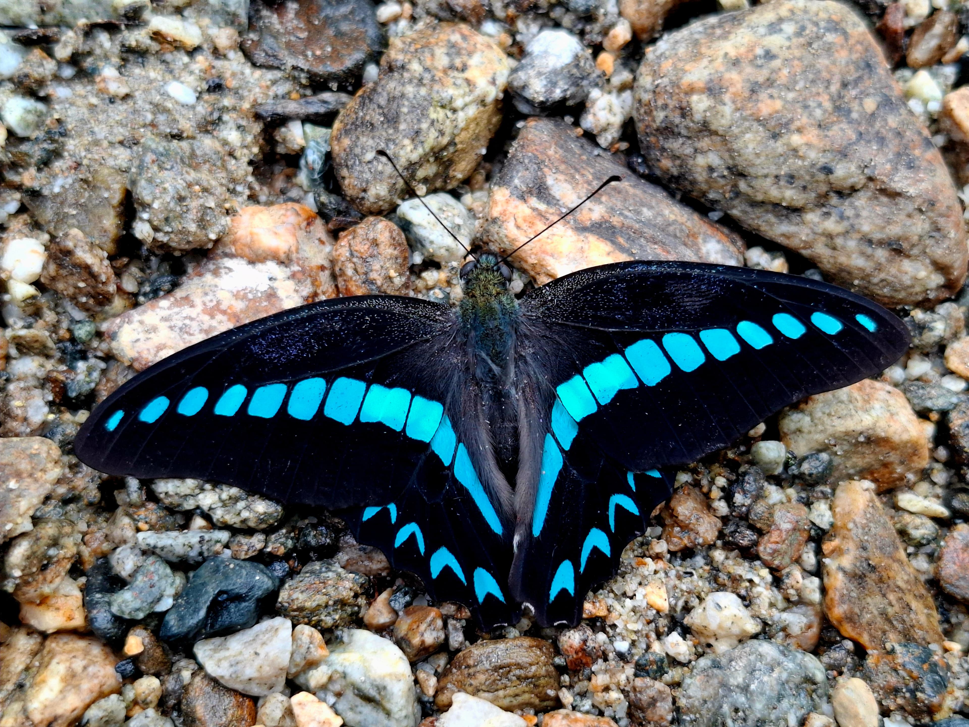 Blue-striped Milon