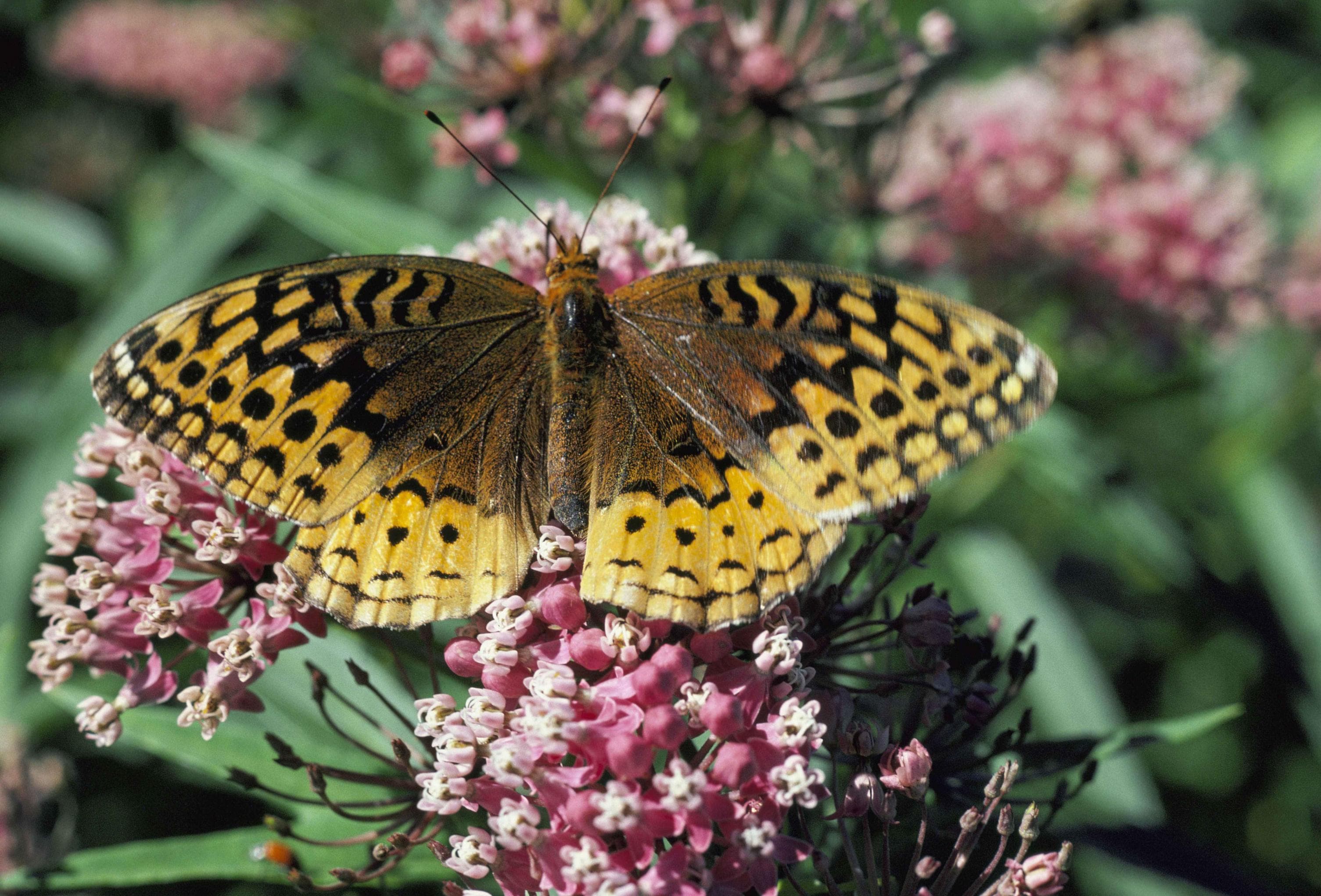 Great Spangled Fritillary