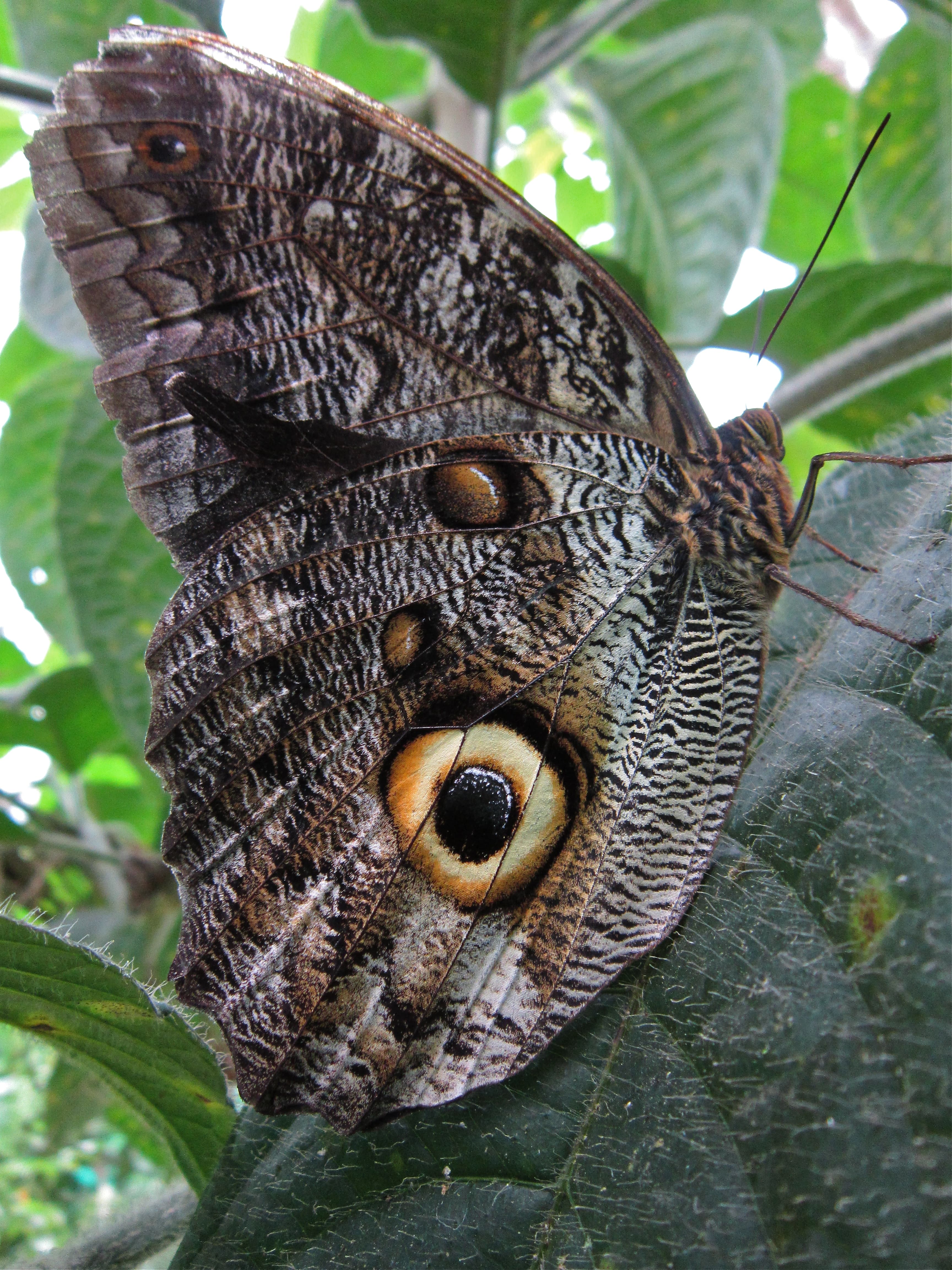 Great Owl Butterfly