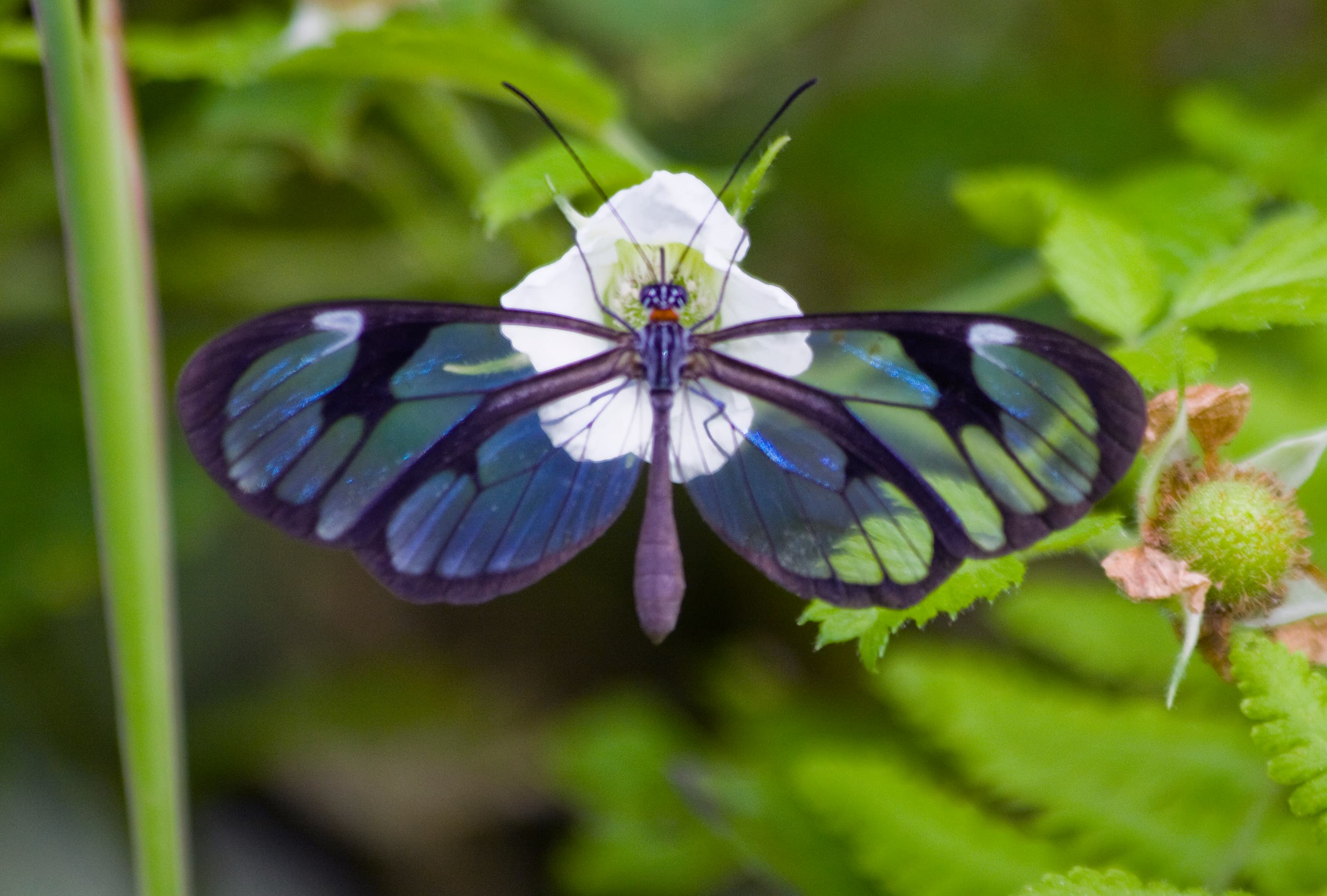 Glasswing Butterfly
