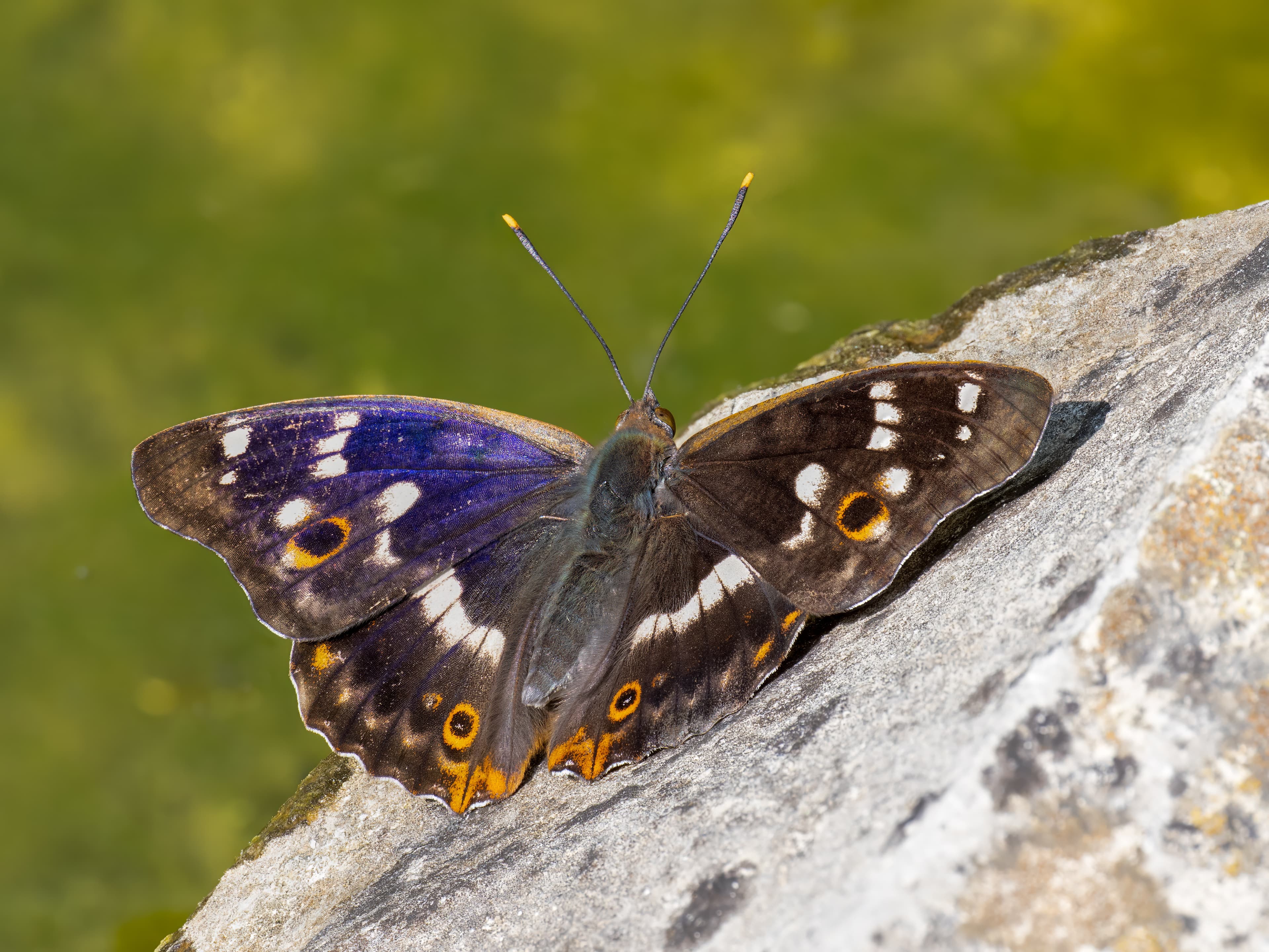 Purple Emperor