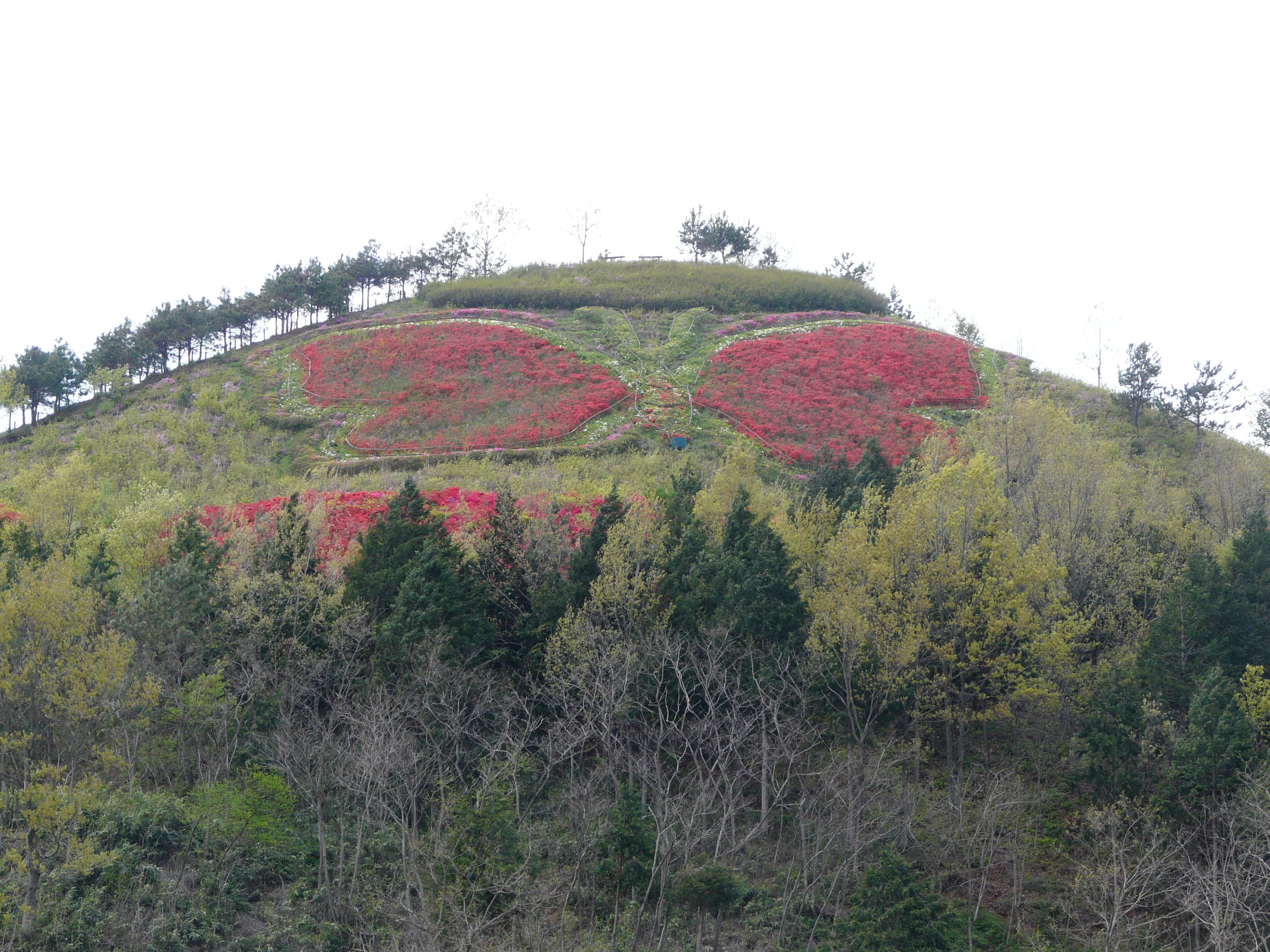 N/A (Artistic flower display)