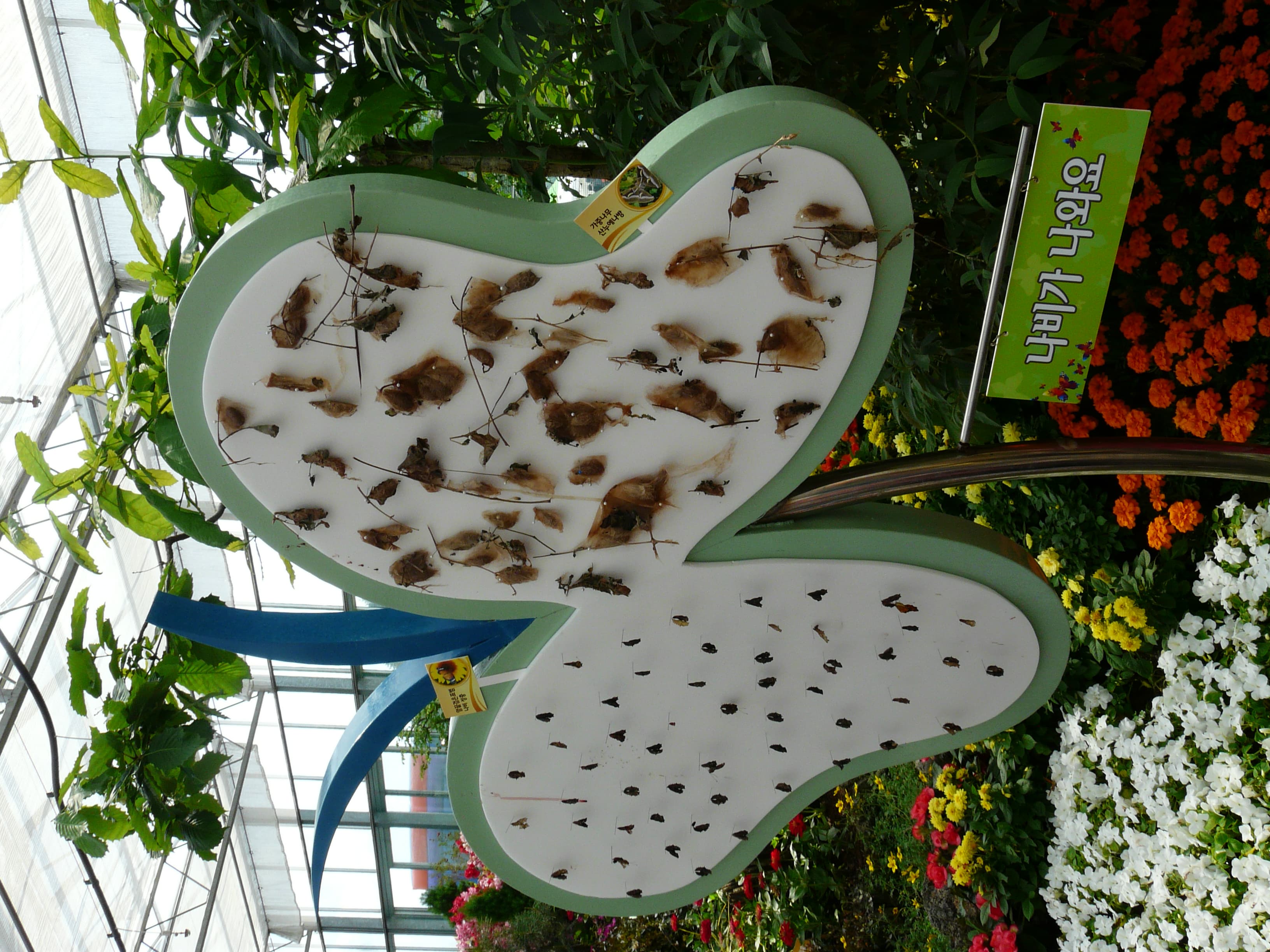 N/A (Image shows a display of butterfly pupae/cocoons, not an adult butterfly)