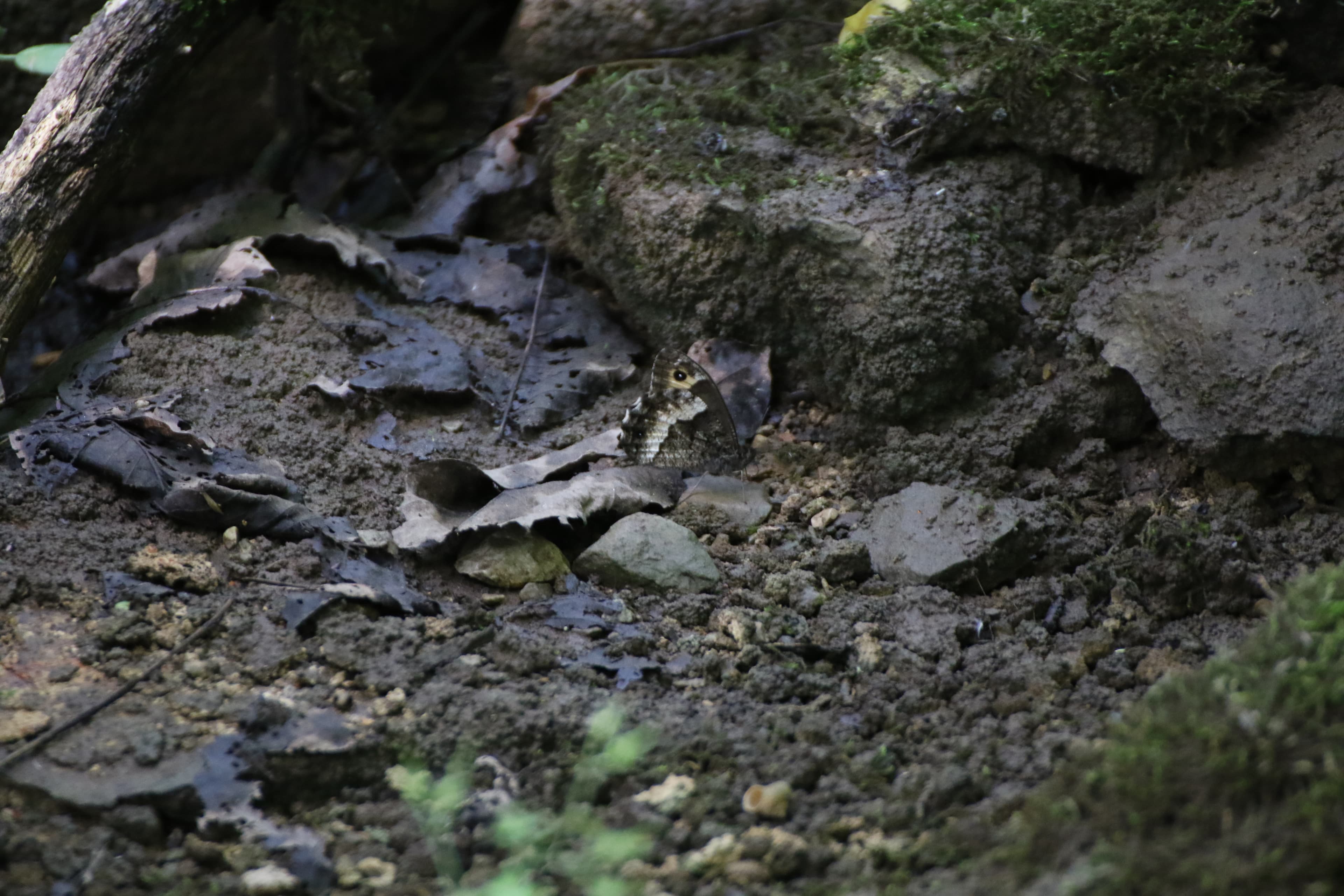 Woodland Grayling