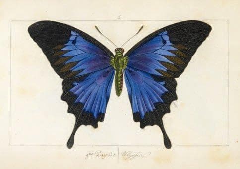 Ulysses Butterfly