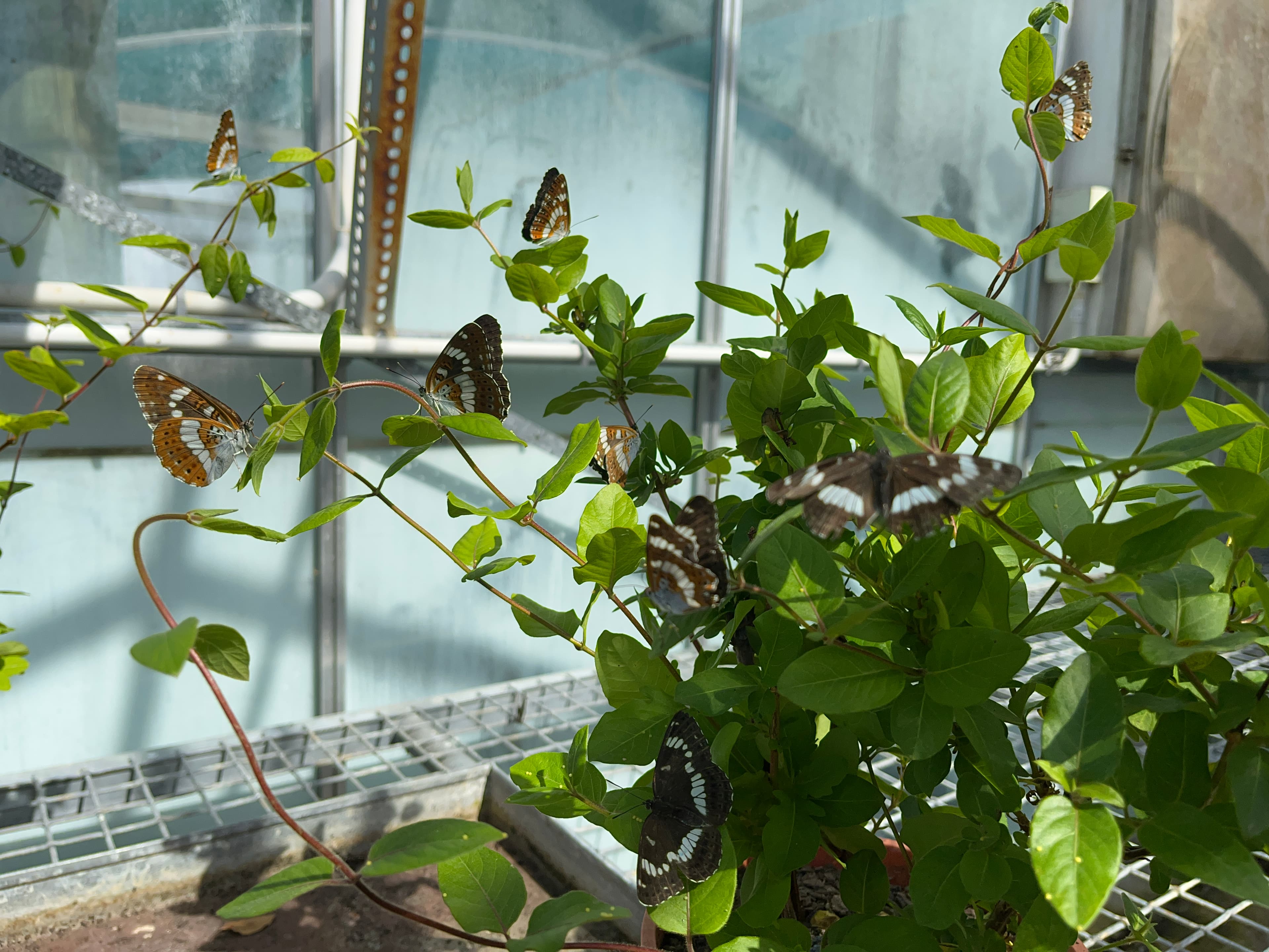 Honshu White Admiral
