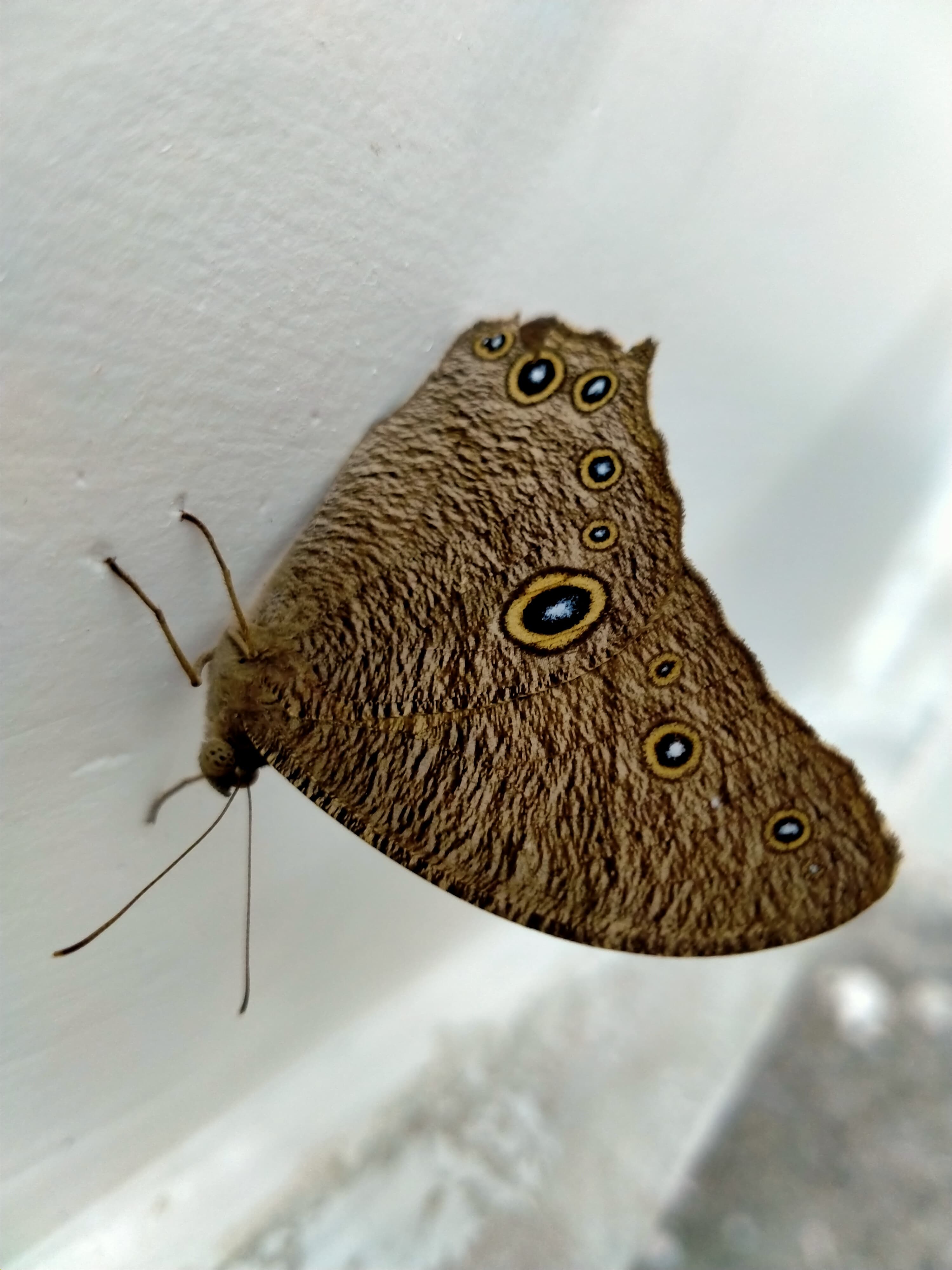Common Evening Brown