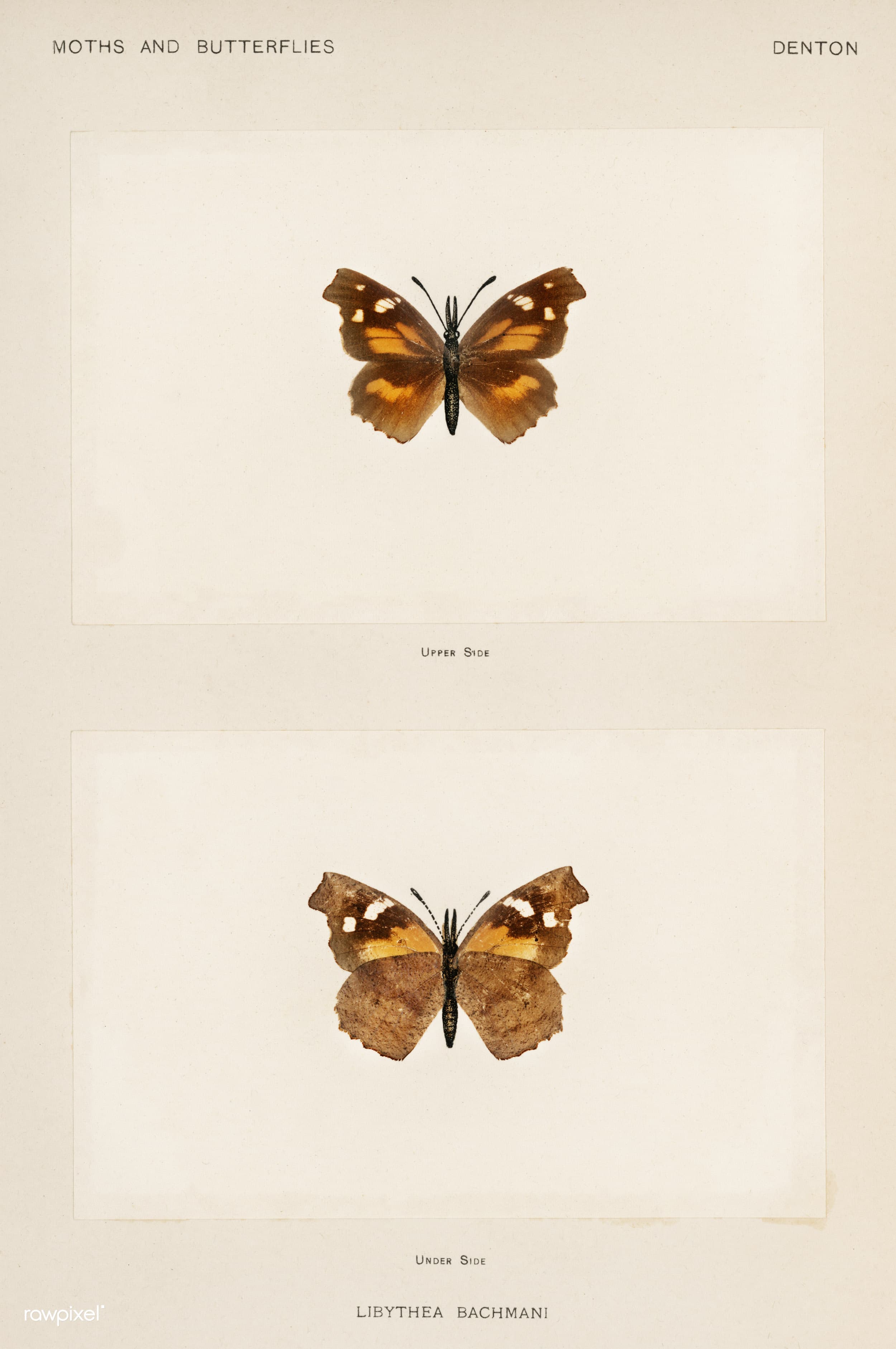 Snout Butterfly
