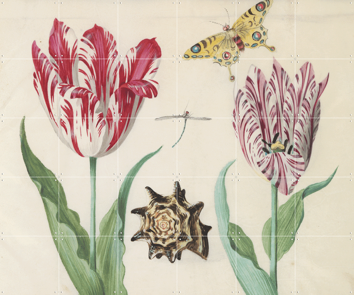 Old World Swallowtail