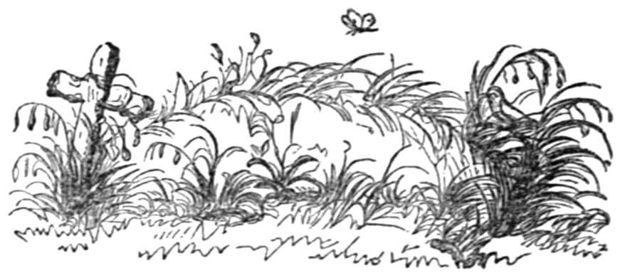 Generic Butterfly (Artistic Representation)