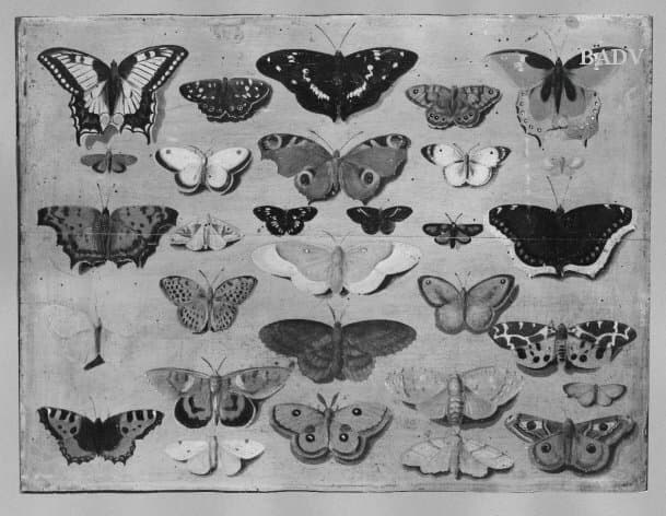 Old World Swallowtail