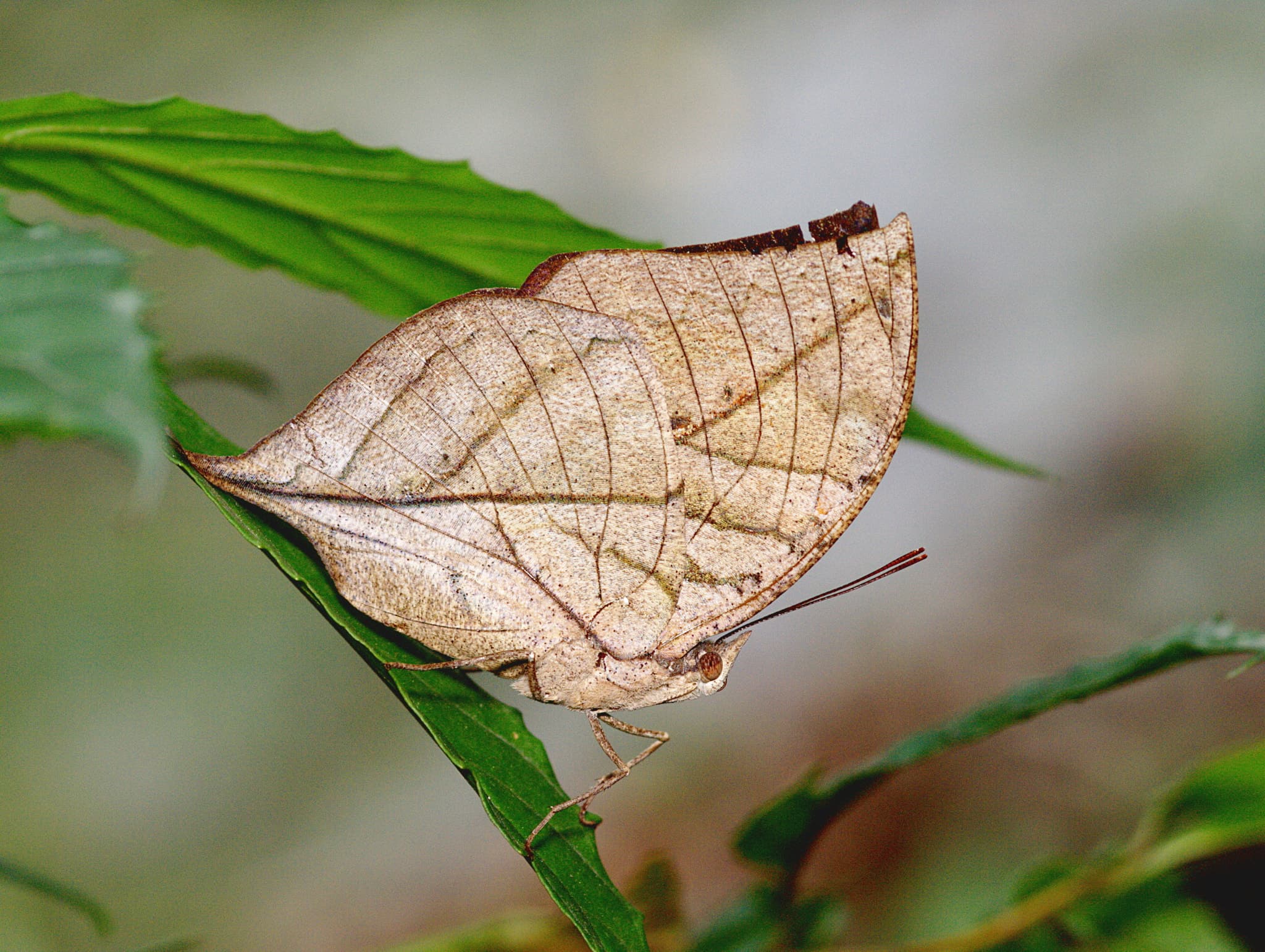 Dead Leaf Butterfly