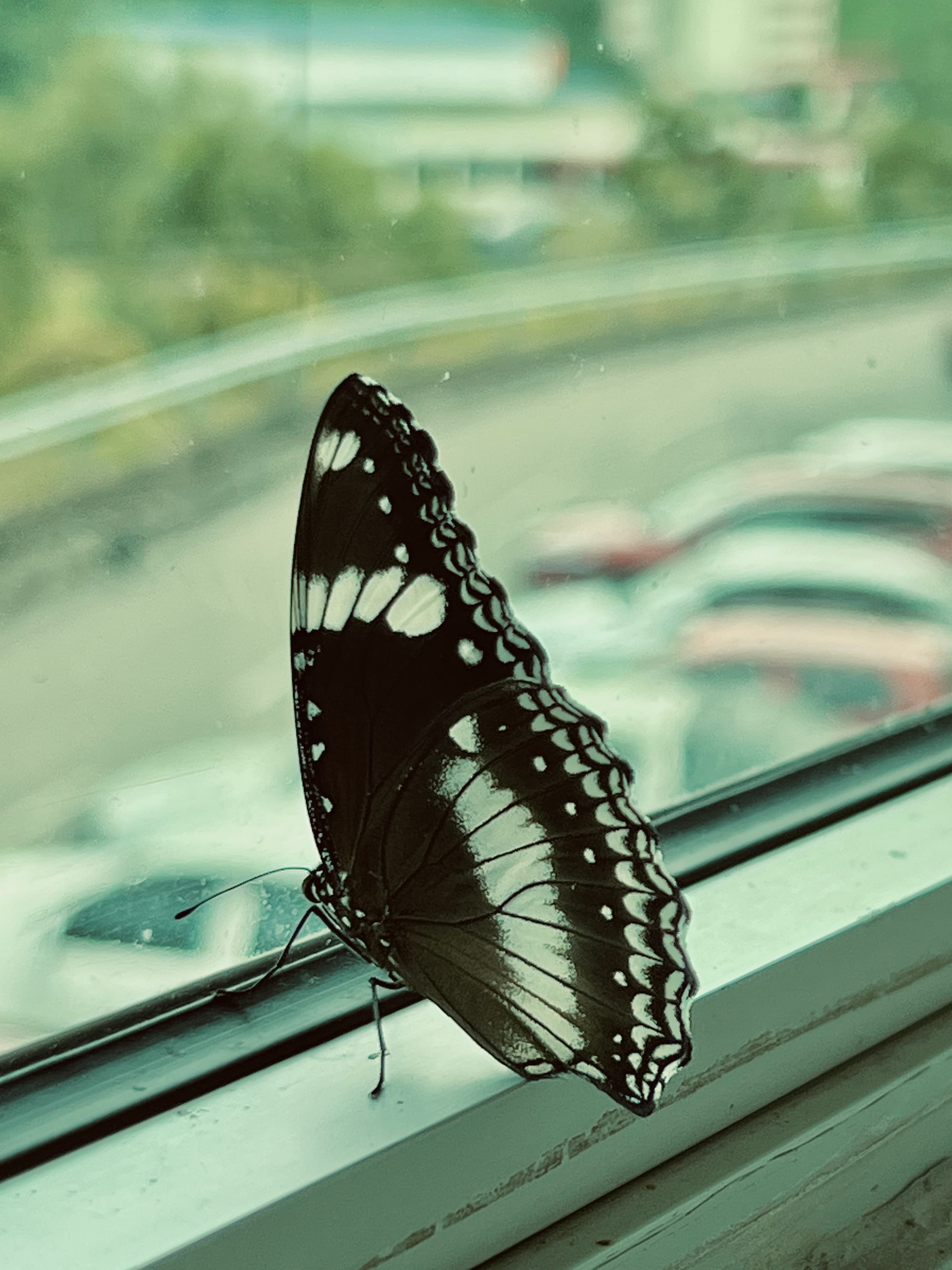 Great Eggfly