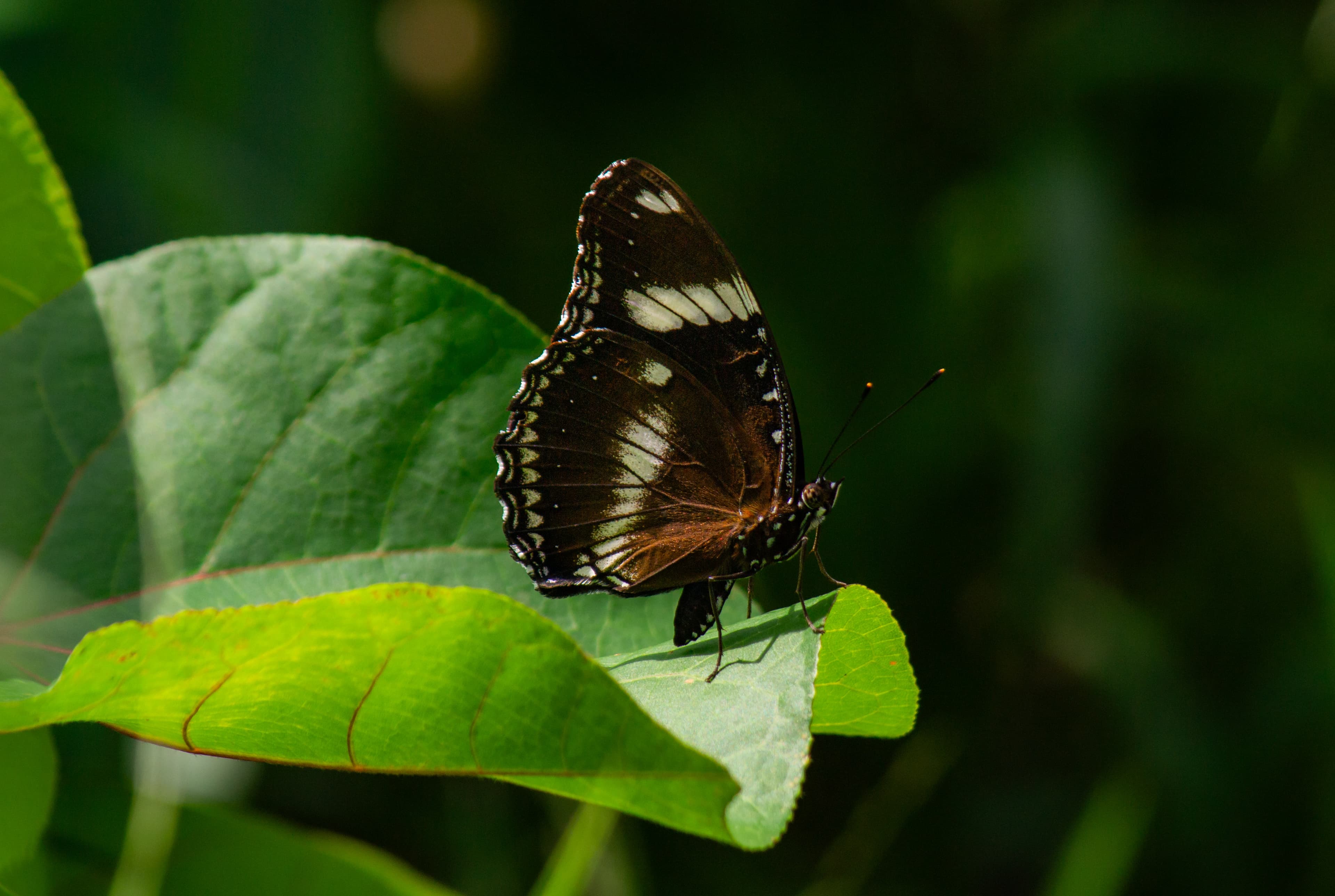 Great Eggfly