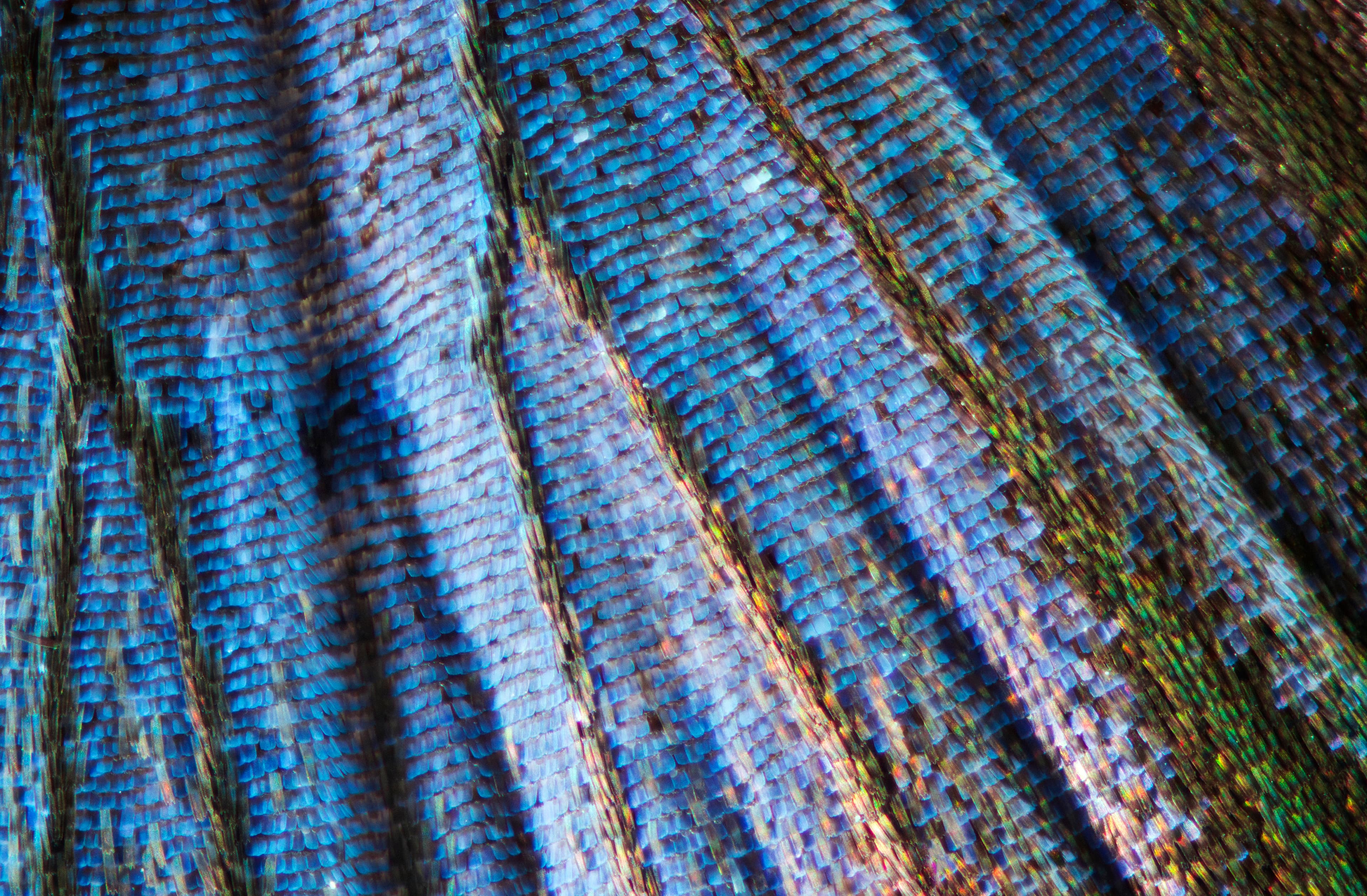 Large Blue
