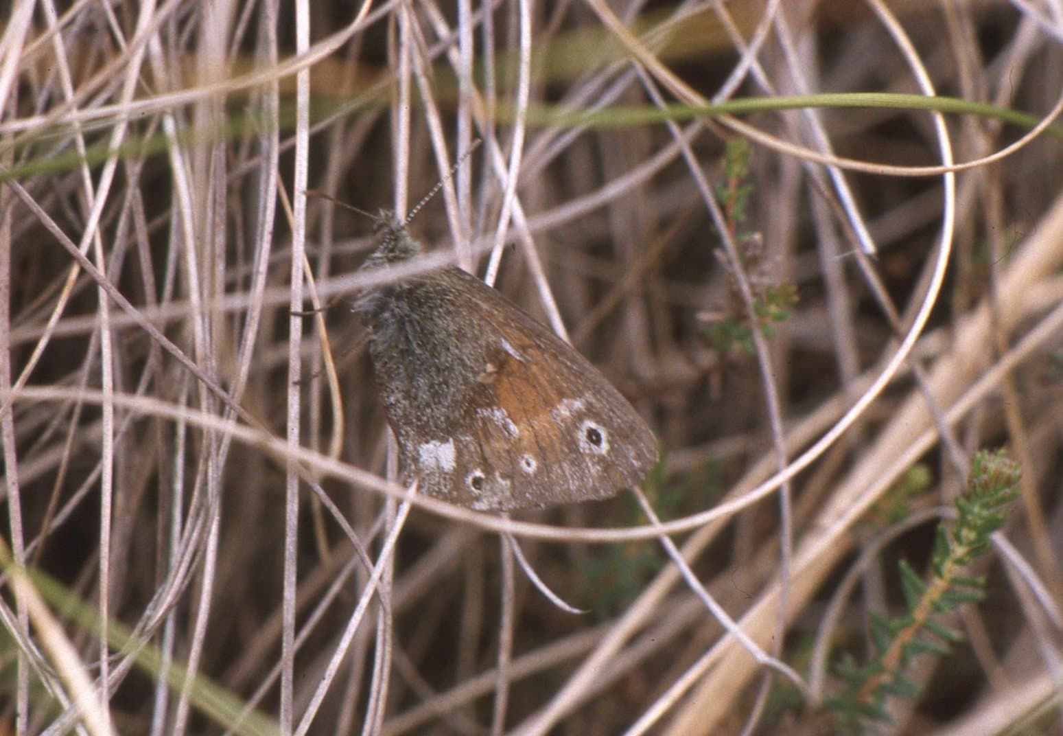 Large Heath