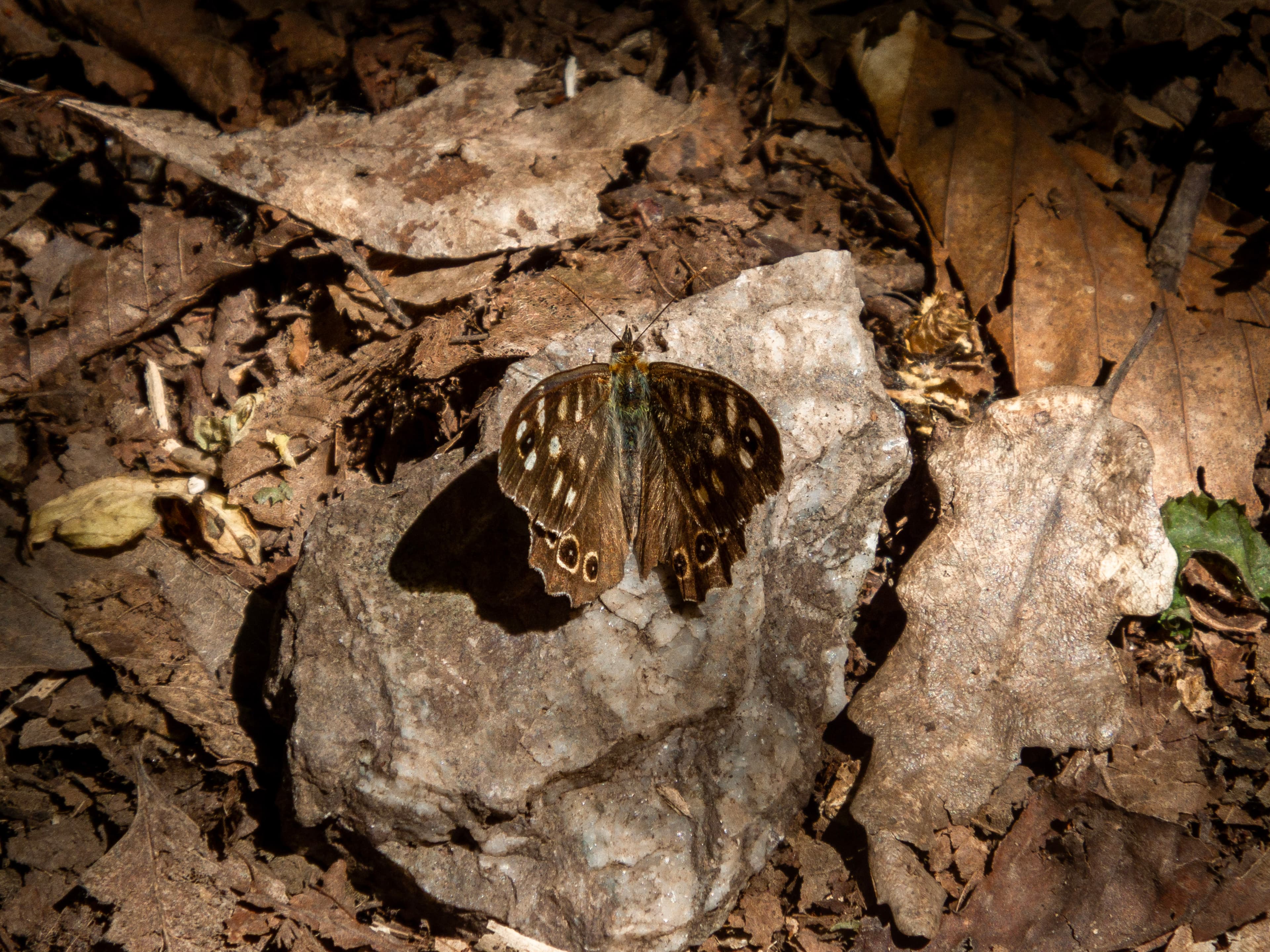 Wall Brown