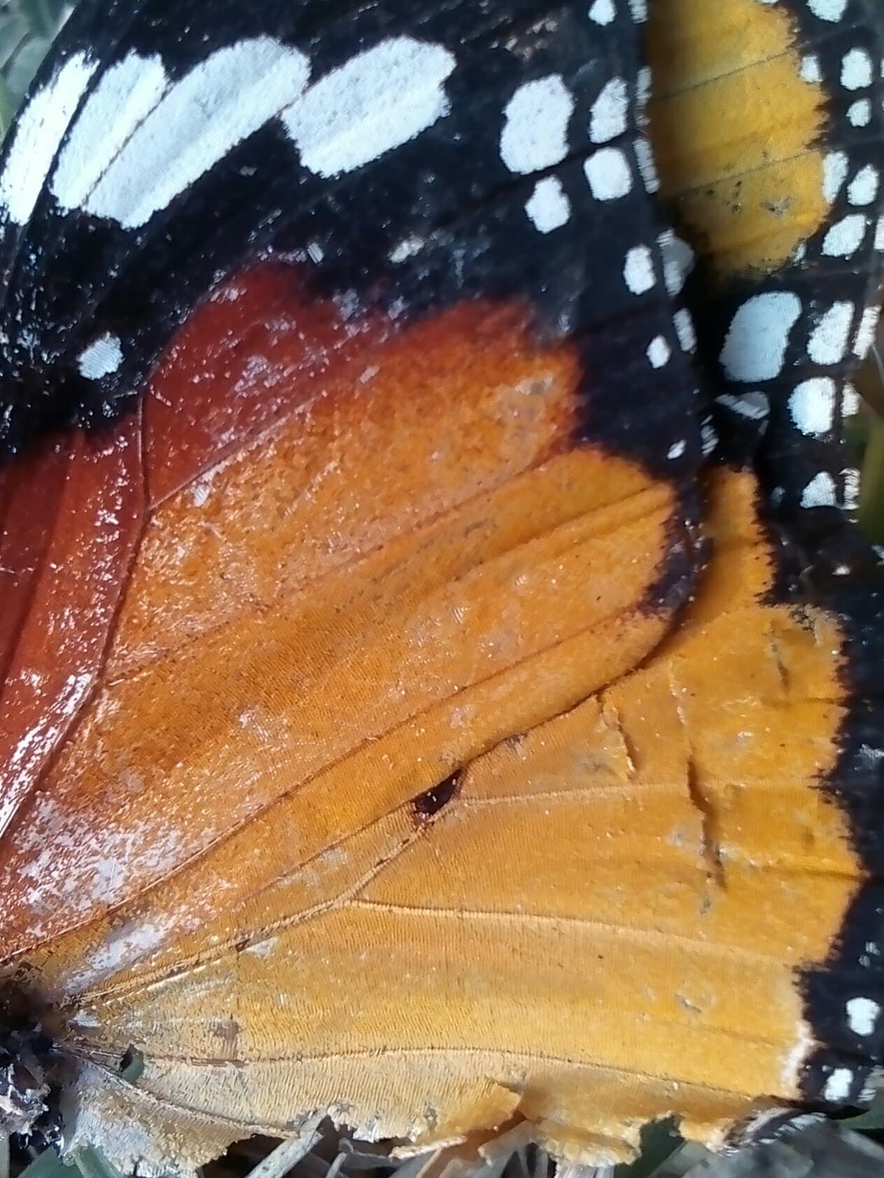 Plain Tiger